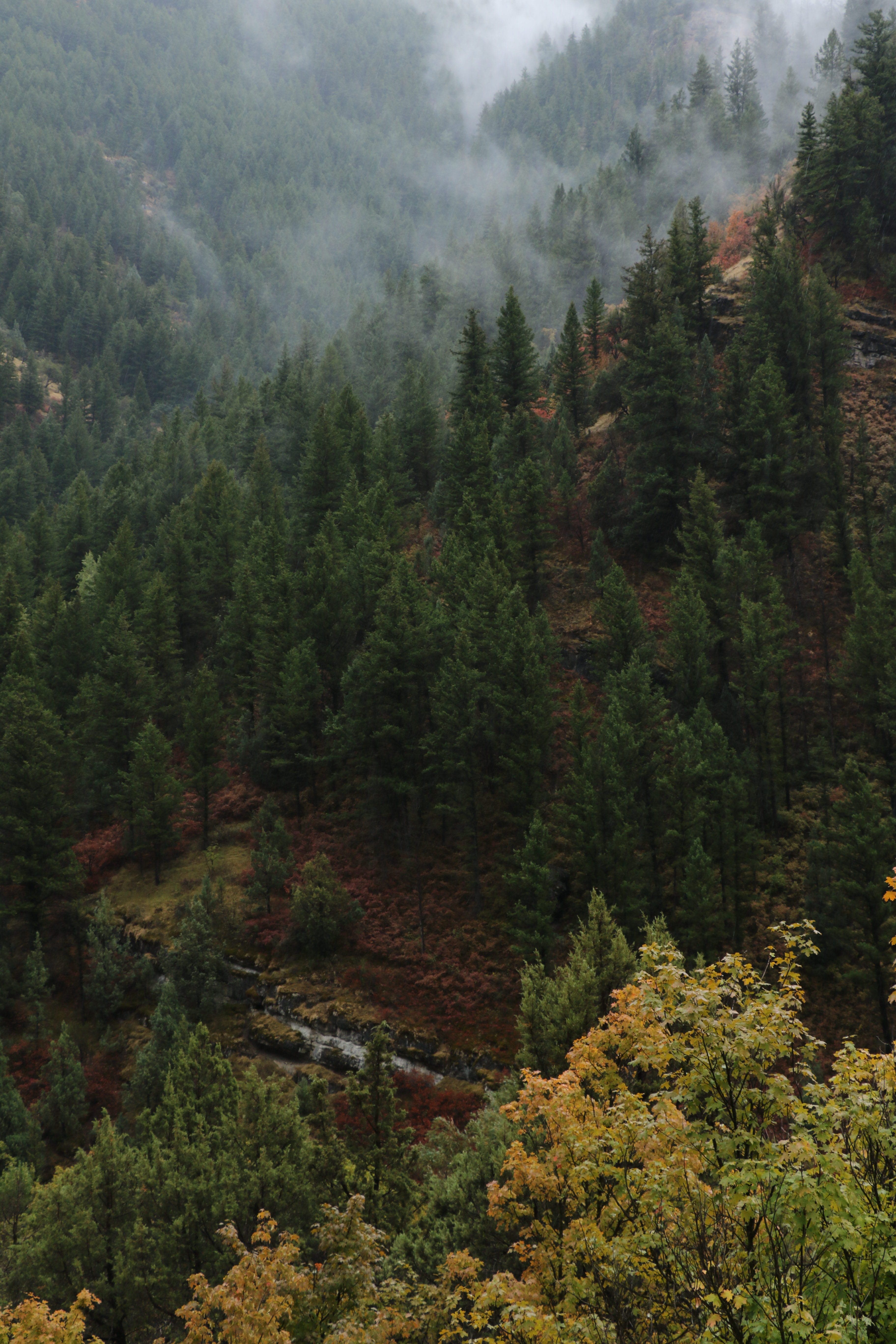 high angle view, mist, coniferous tree, growth, green color, forest, pine tree, covered, photography, no people, day, scenics - nature, fog, tranquility, Phone HD Wallpaper