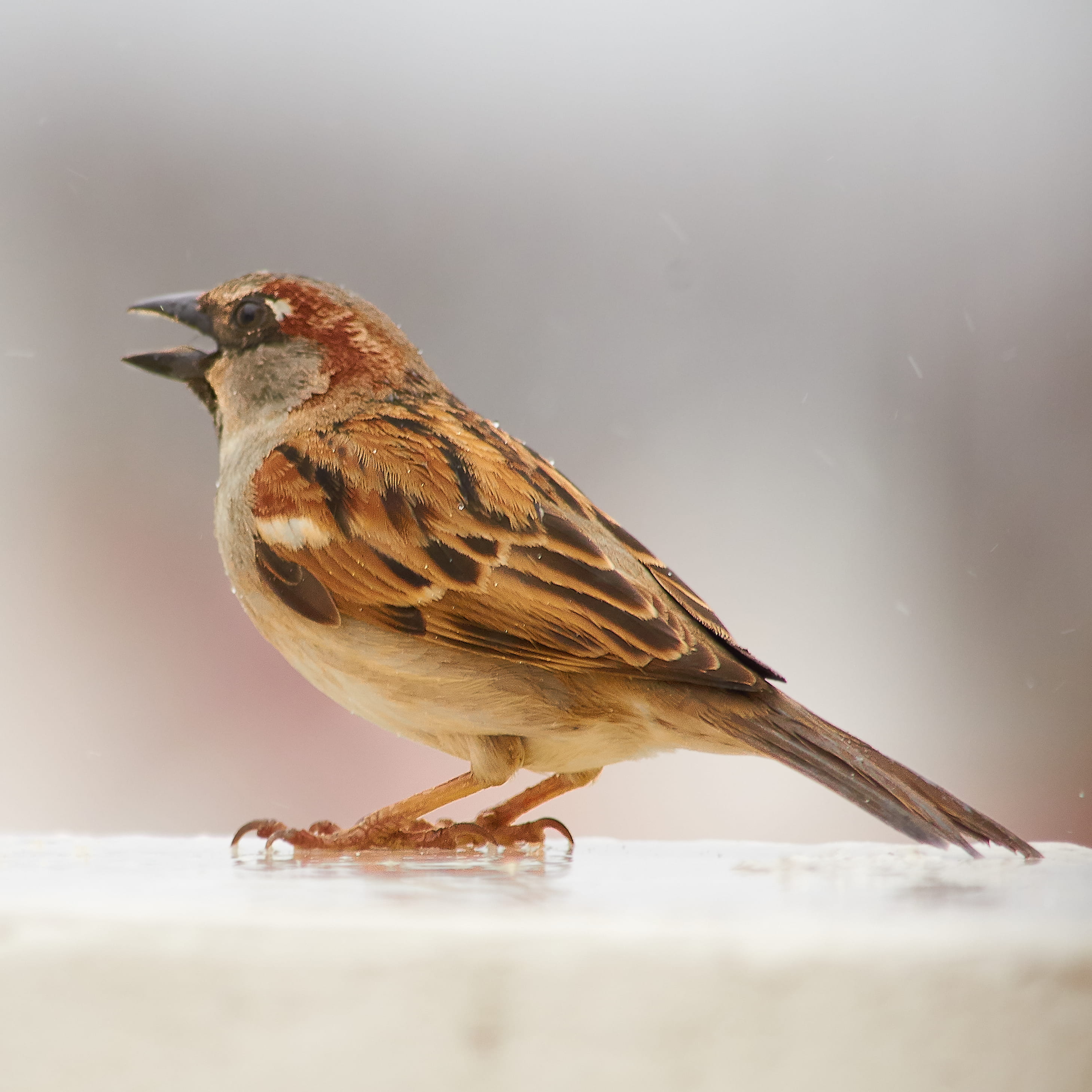 nature, animal themes, selective focus, looking, focus on foreground, sparrow, vertebrate, bahía blanca, profile view, animals in the wild, one animal, Phone HD Wallpaper