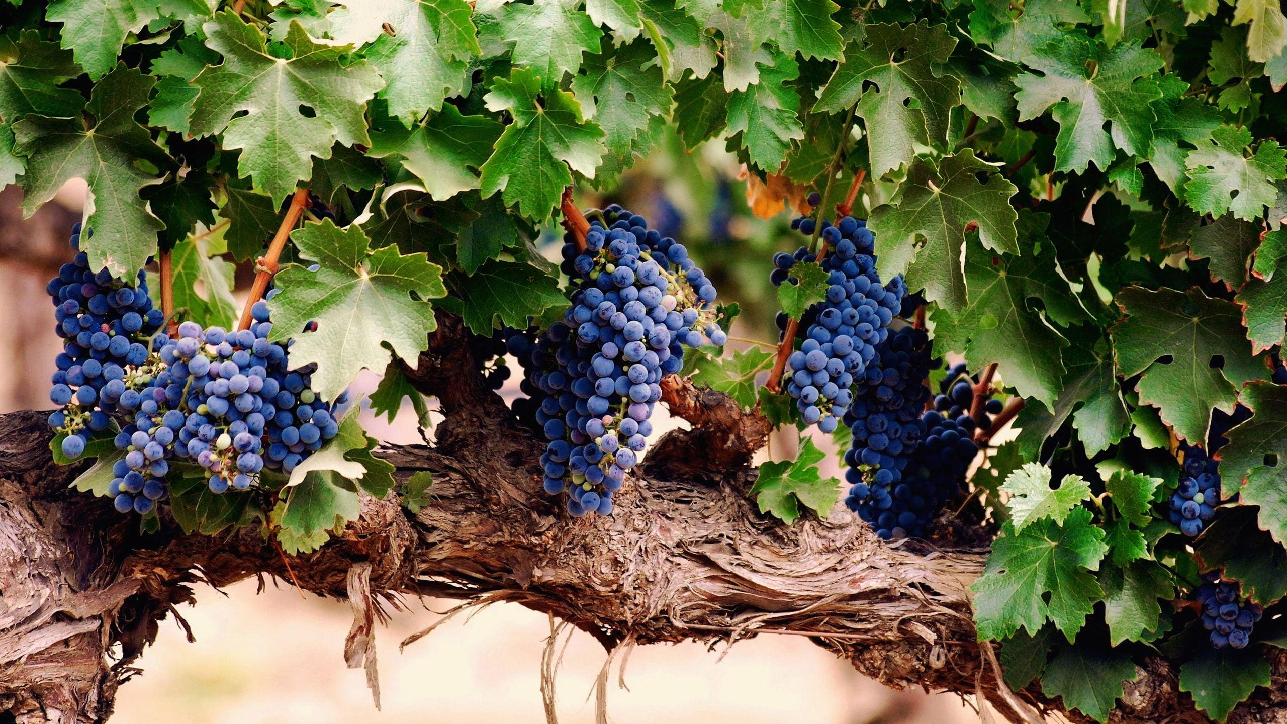 plant part, fruta, plantation, food and drink, outdoors, racimos, leaf, growth, healthy eating, vine, 2K, grape, uva, fruit, parra, nature, food, naturaleza, HD Wallpaper