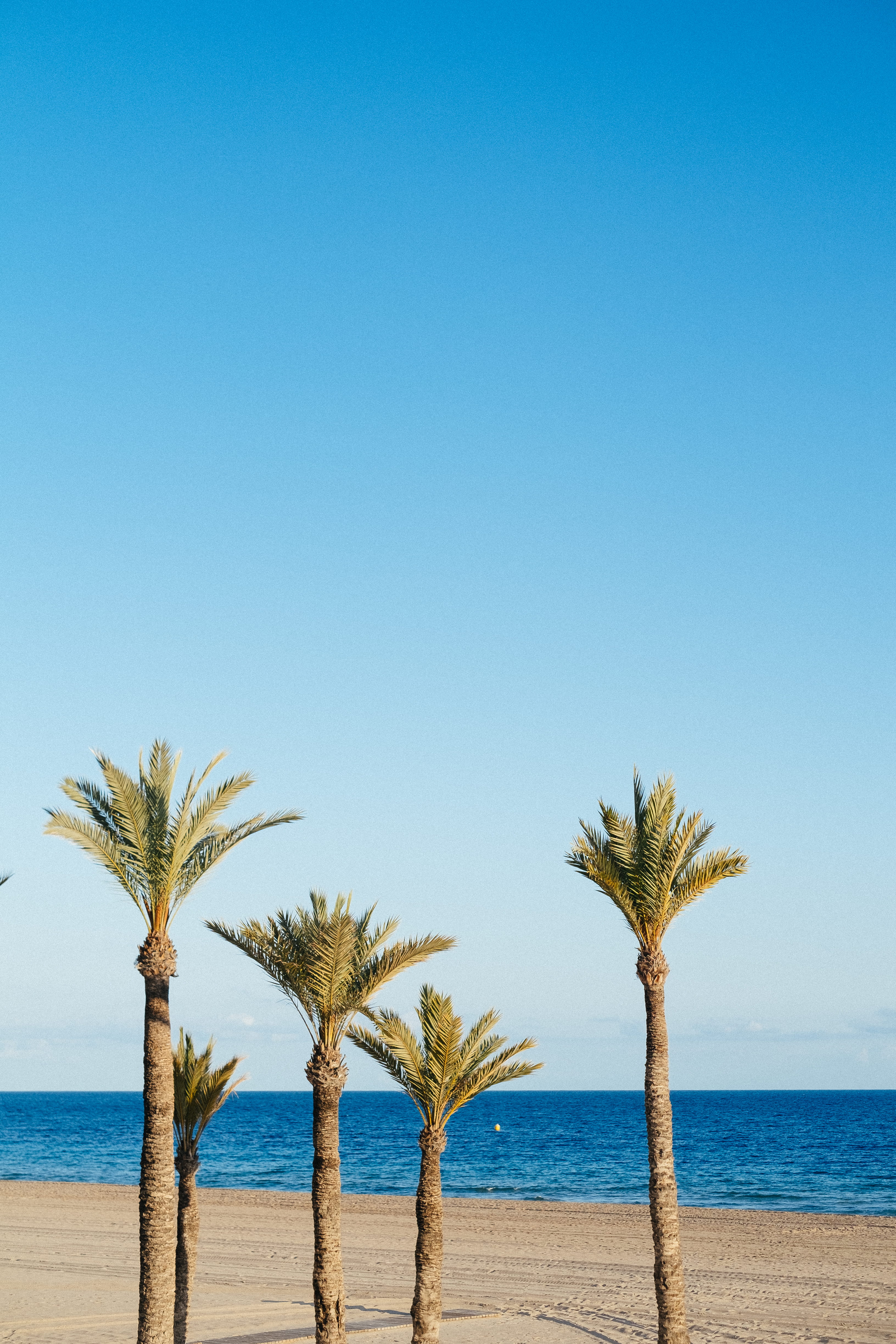 day, land, beach, water, horizon over water, 4K, outdoors, benidorm, tropical tree, tranquility, no people, tree, beauty in nature, plant, tropical climate, Phone HD Wallpaper