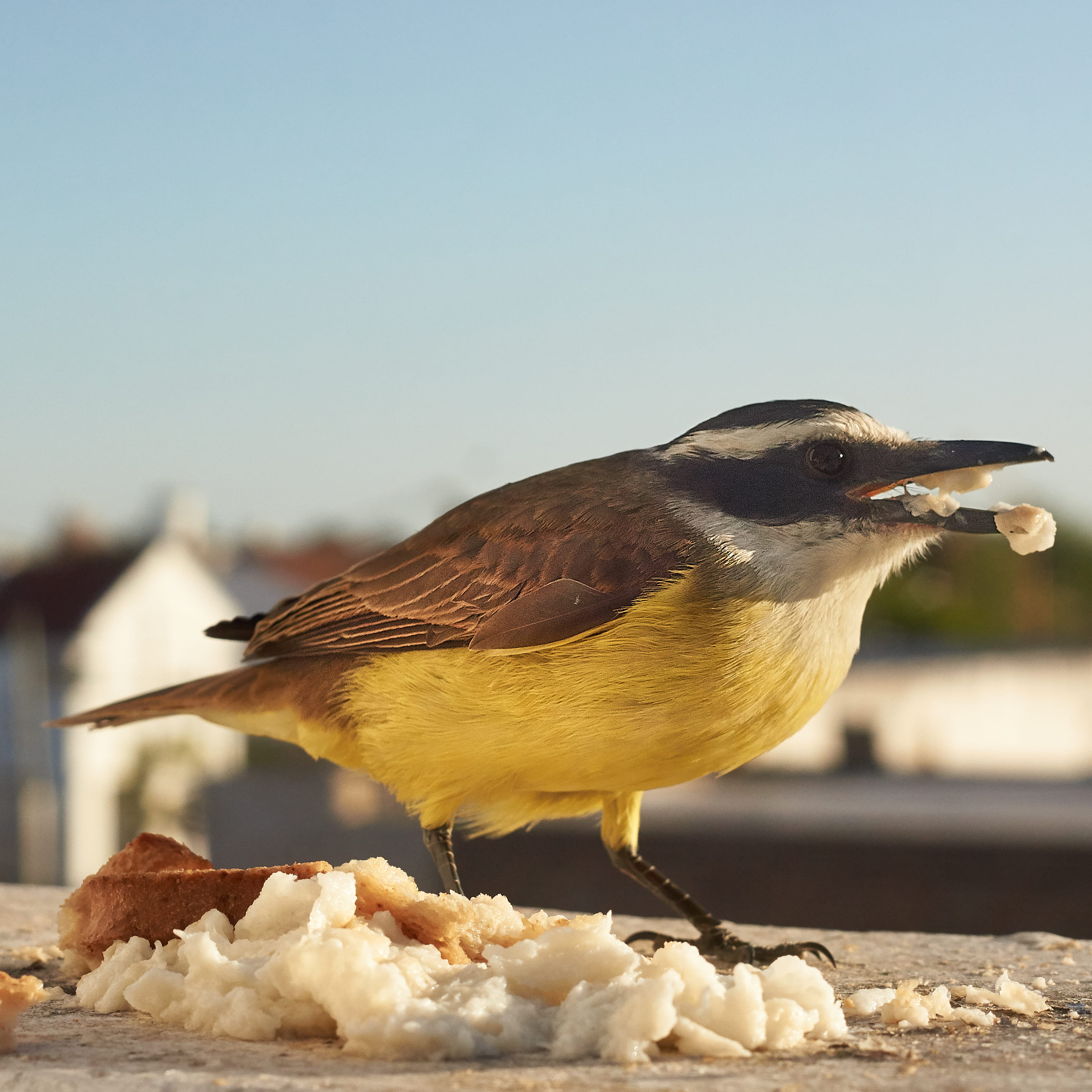 animal wildlife, vertebrate, food, bird, no people, eating, animal, animal themes, sky, profile view, clear sky, 2K, nature, bahía blanca, day, outdoors, Phone HD Wallpaper