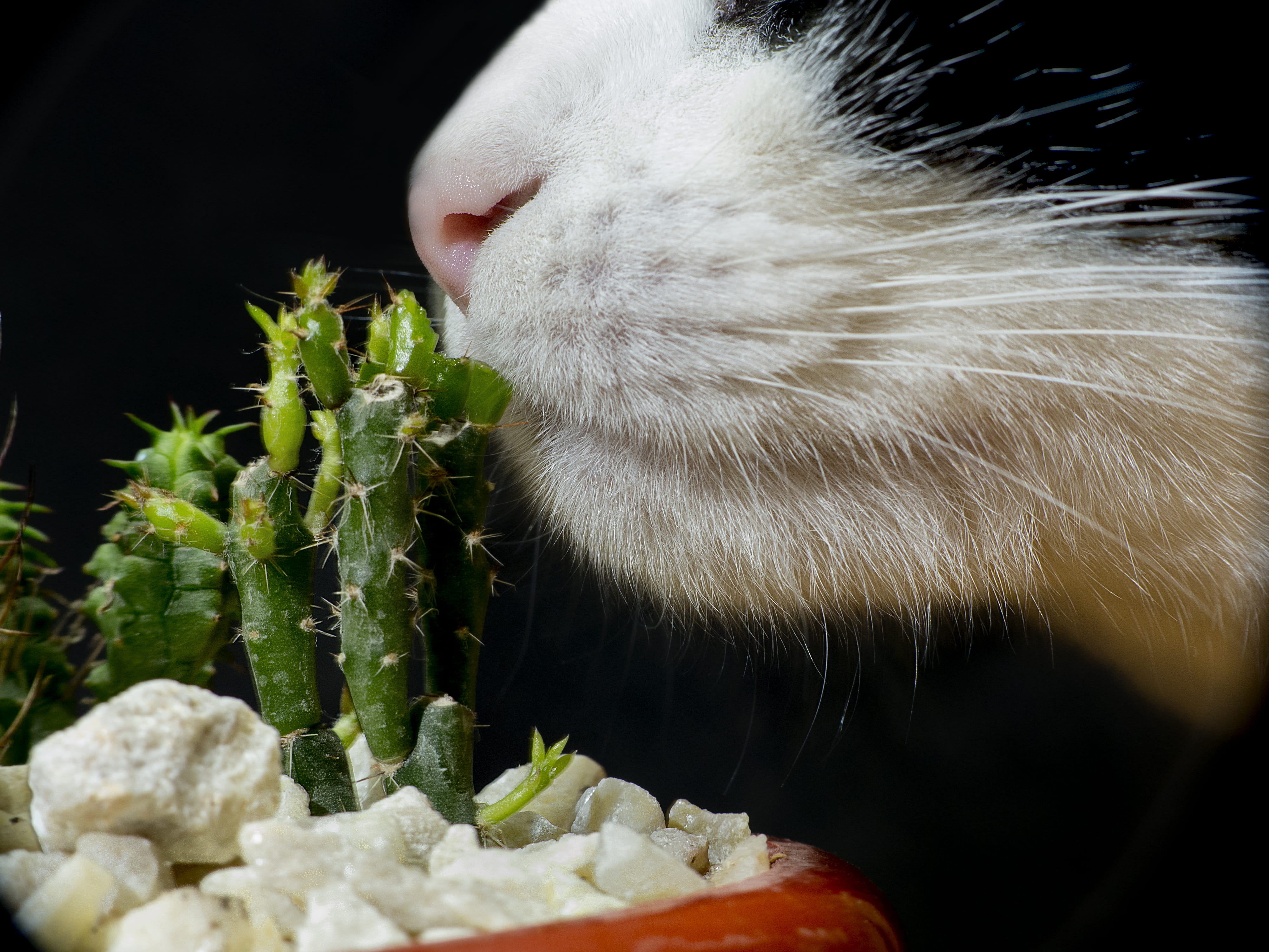 argentina, cactus, pets, domestic cat, mouth open, whisker, animal themes, black background, domestic animals, bahía blanca, close-up, cat, food, 4K, one animal, HD Wallpaper