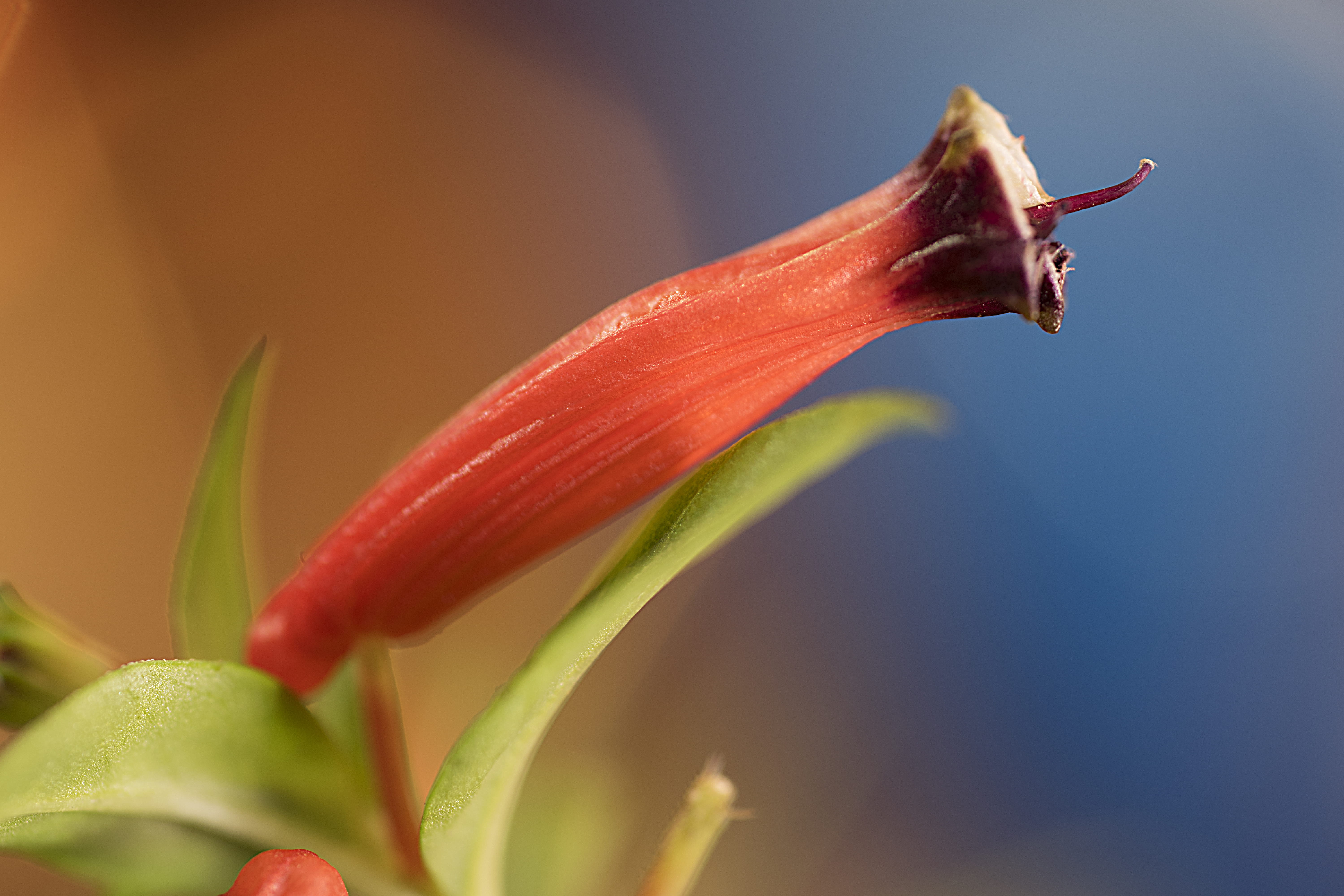 flowering plant, ripe, argentina, plant, nature, flower head, macro, food, springtime, no people, studio shot, petal, bahía blanca, close-up, beauty in nature, HD Wallpaper