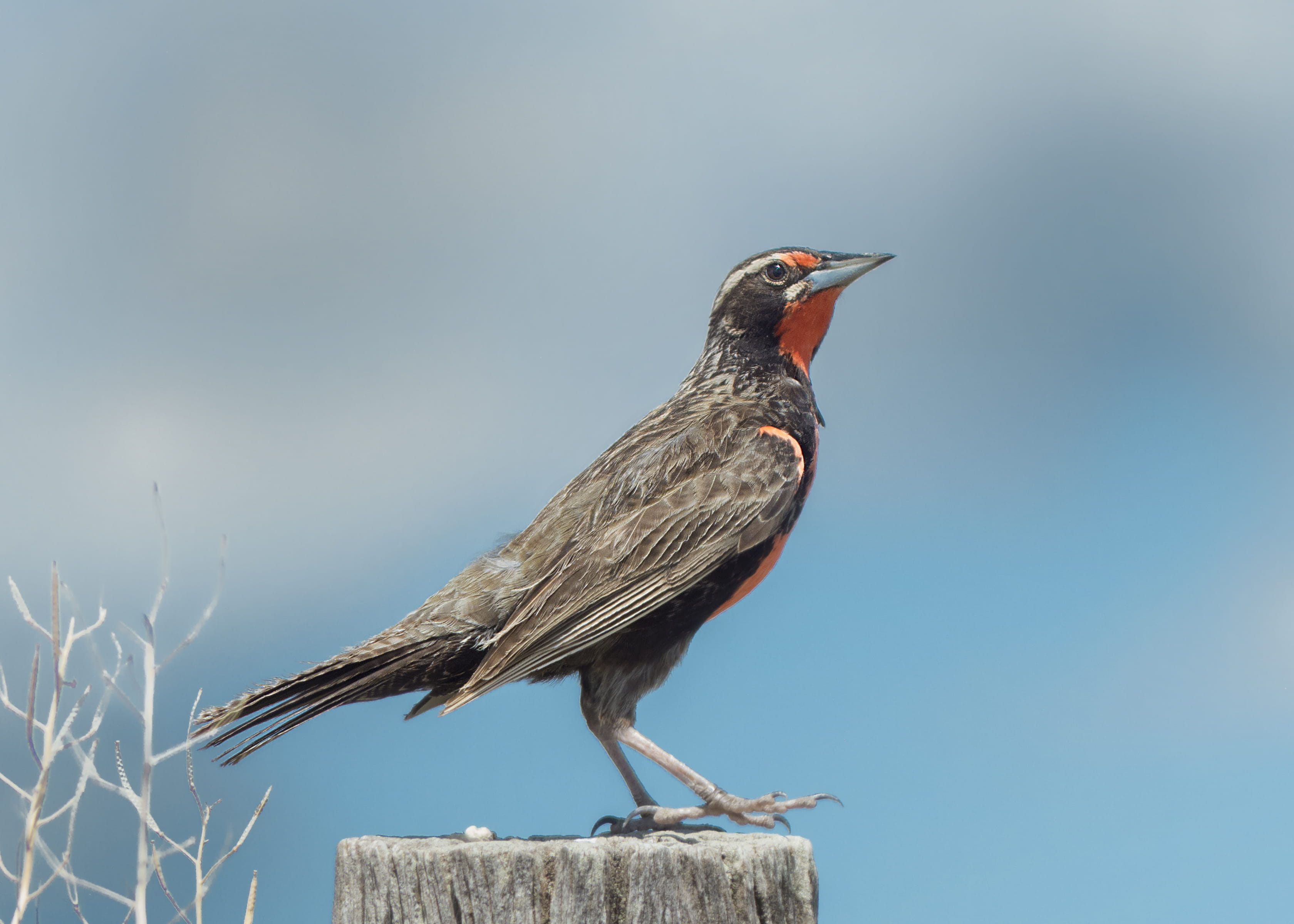 vertebrate, animals in the wild, animal themes, cabildo, perching, full length, bird, close-up, argentina, mouth open, nature, clear sky, outdoors, copy space, HD Wallpaper