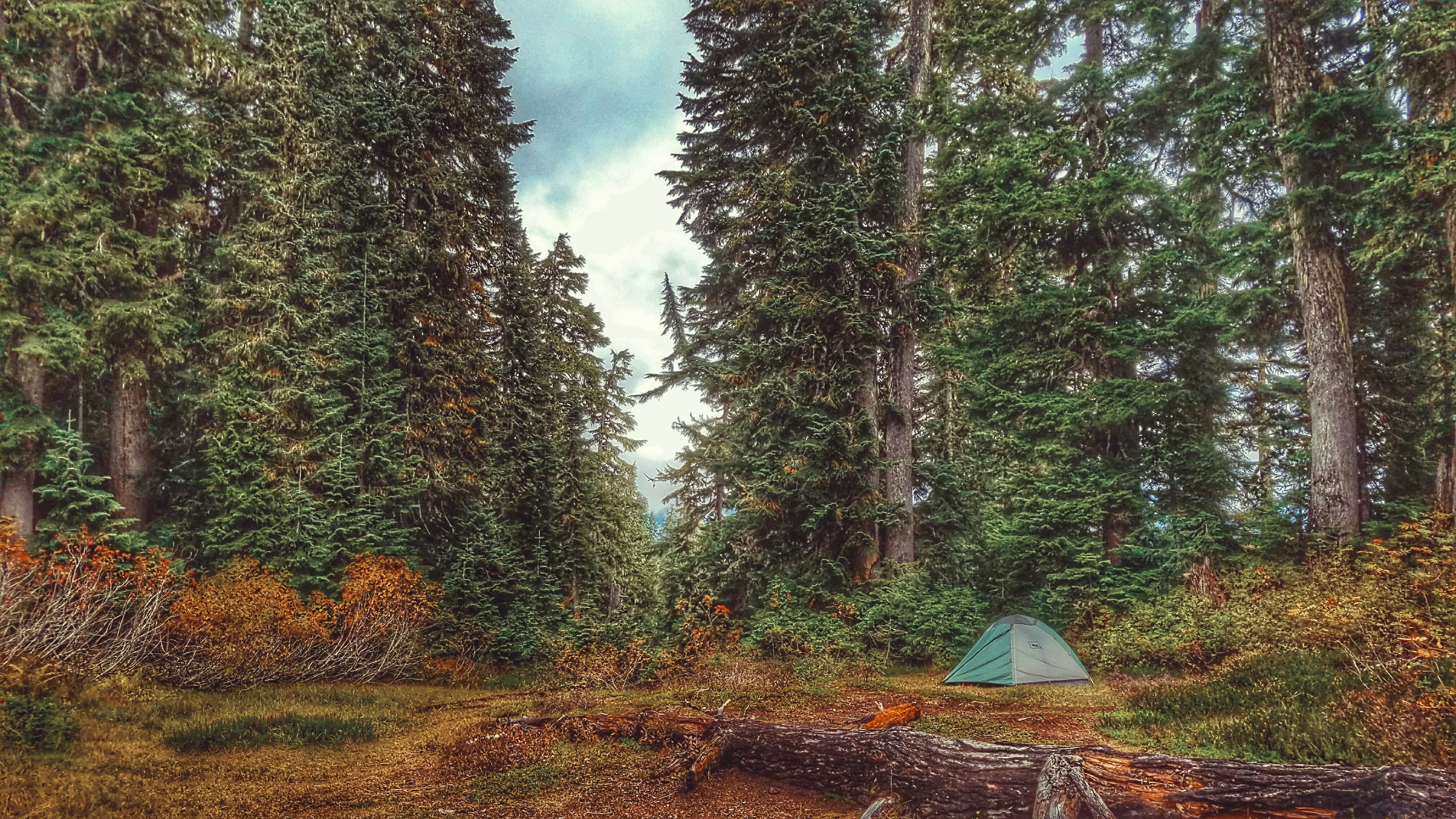 trees, tranquil scene, tranquility, beauty in nature, trunk, green color, united states, woodland, change, camping, tent, scenics - nature, blanca lake trailhead, HD Wallpaper