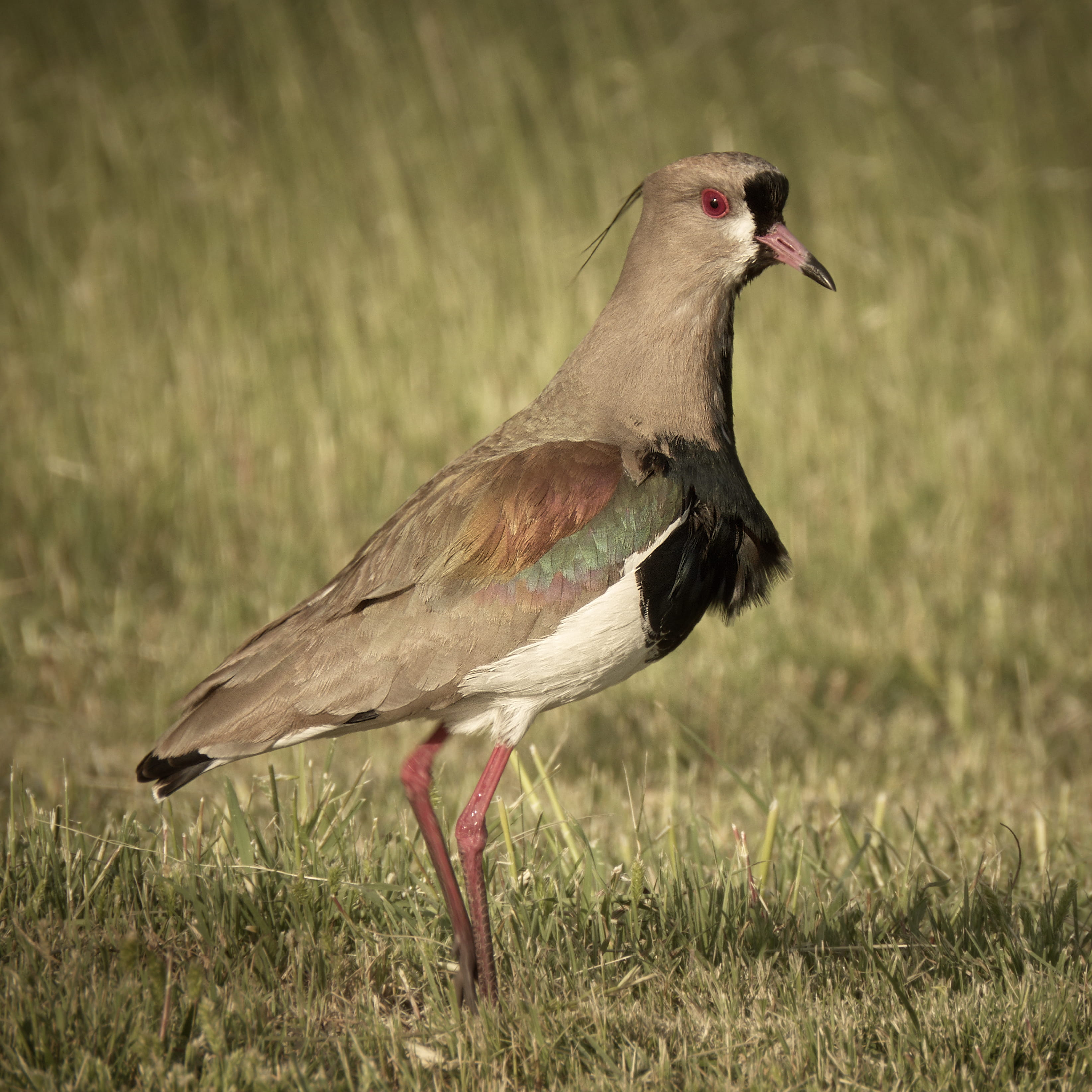 one animal, side view, day, bahía blanca, argentina, field, grass, no people, outdoors, selective focus, bird, animals in the wild, 2K, animal, profile view, Phone HD Wallpaper