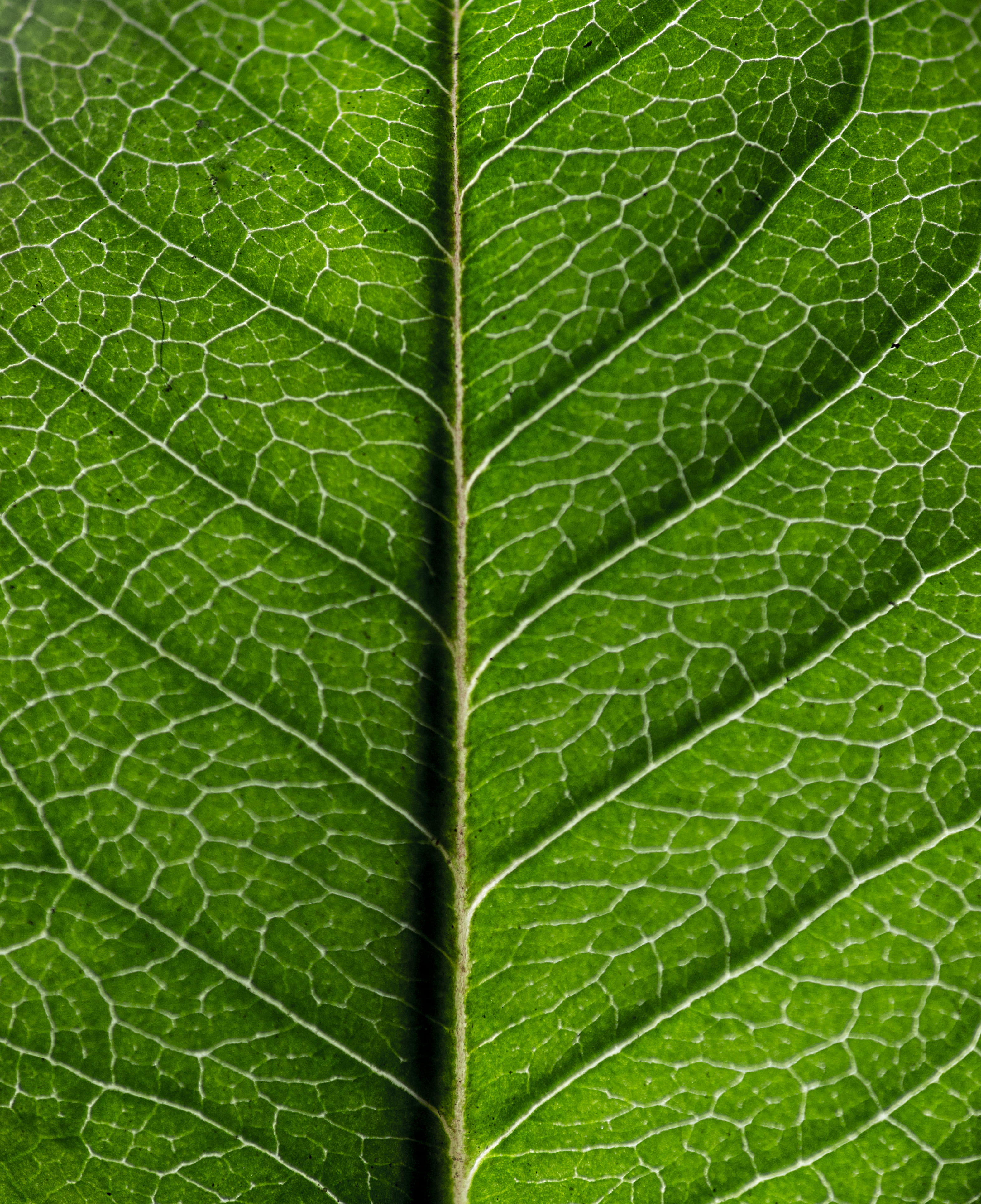 leaf, macro, bahía blanca, beauty in nature, close-up, backgrounds, growth, natural pattern, textured effect, leaf vein, brightly lit, plant part, no people, Phone HD Wallpaper