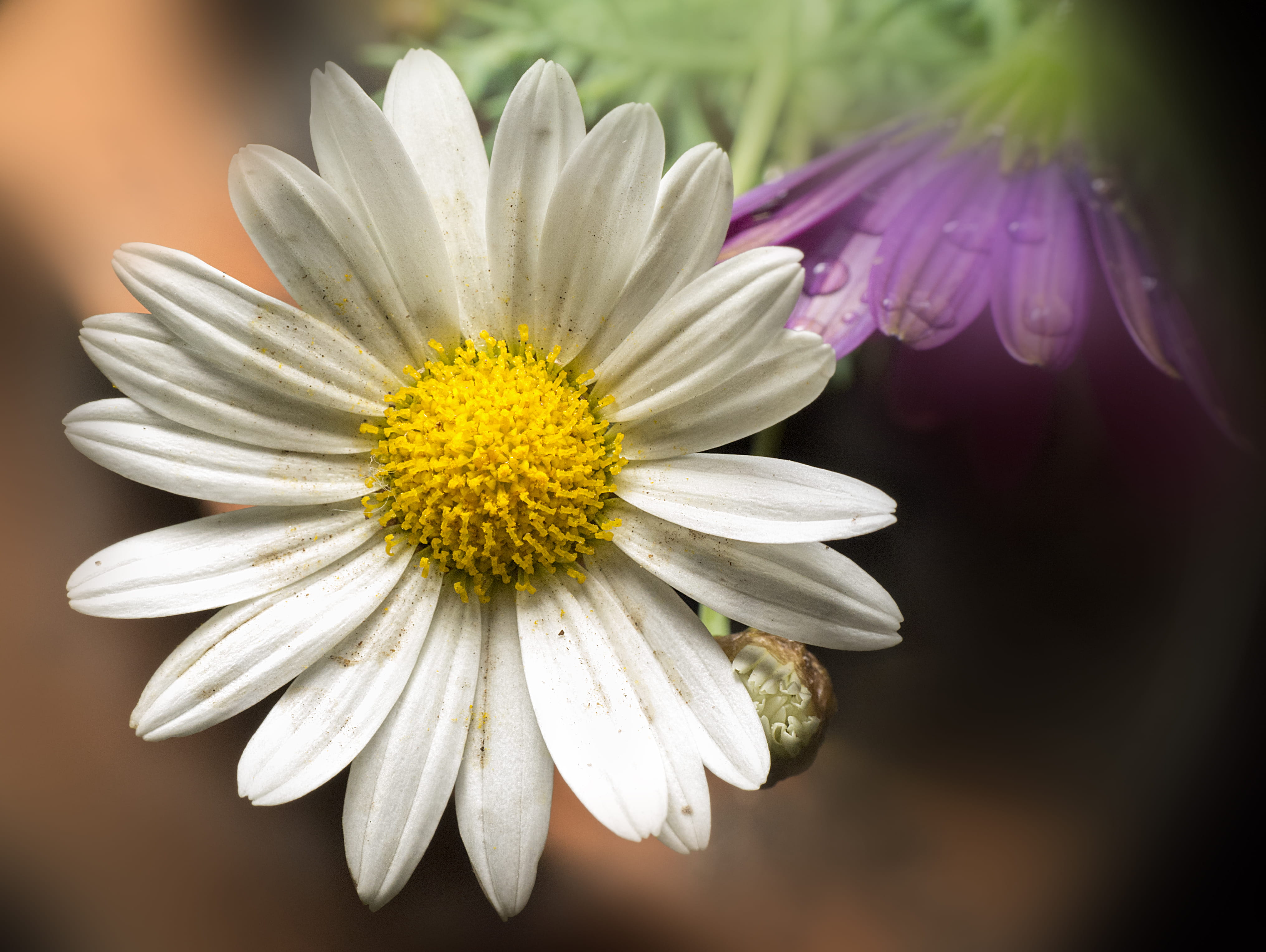 yellow, nature, selective focus, focus on foreground, petal, cabildo, flower head, flower, fragility, vulnerability, bahía blanca, inflorescence, no people, HD Wallpaper