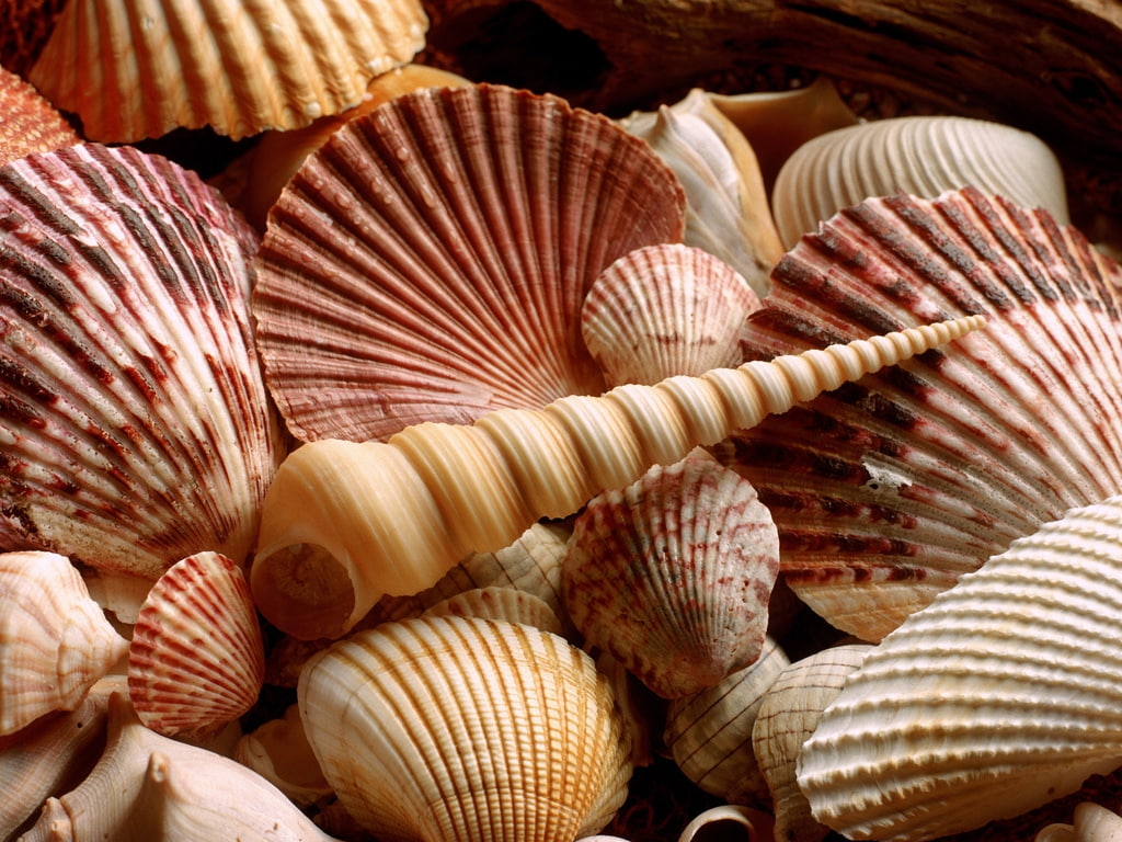 sea, beaches, beach, areia, nature, oceano, hd, art, mar, conchas, 480P, shell, ocean, HD Wallpaper