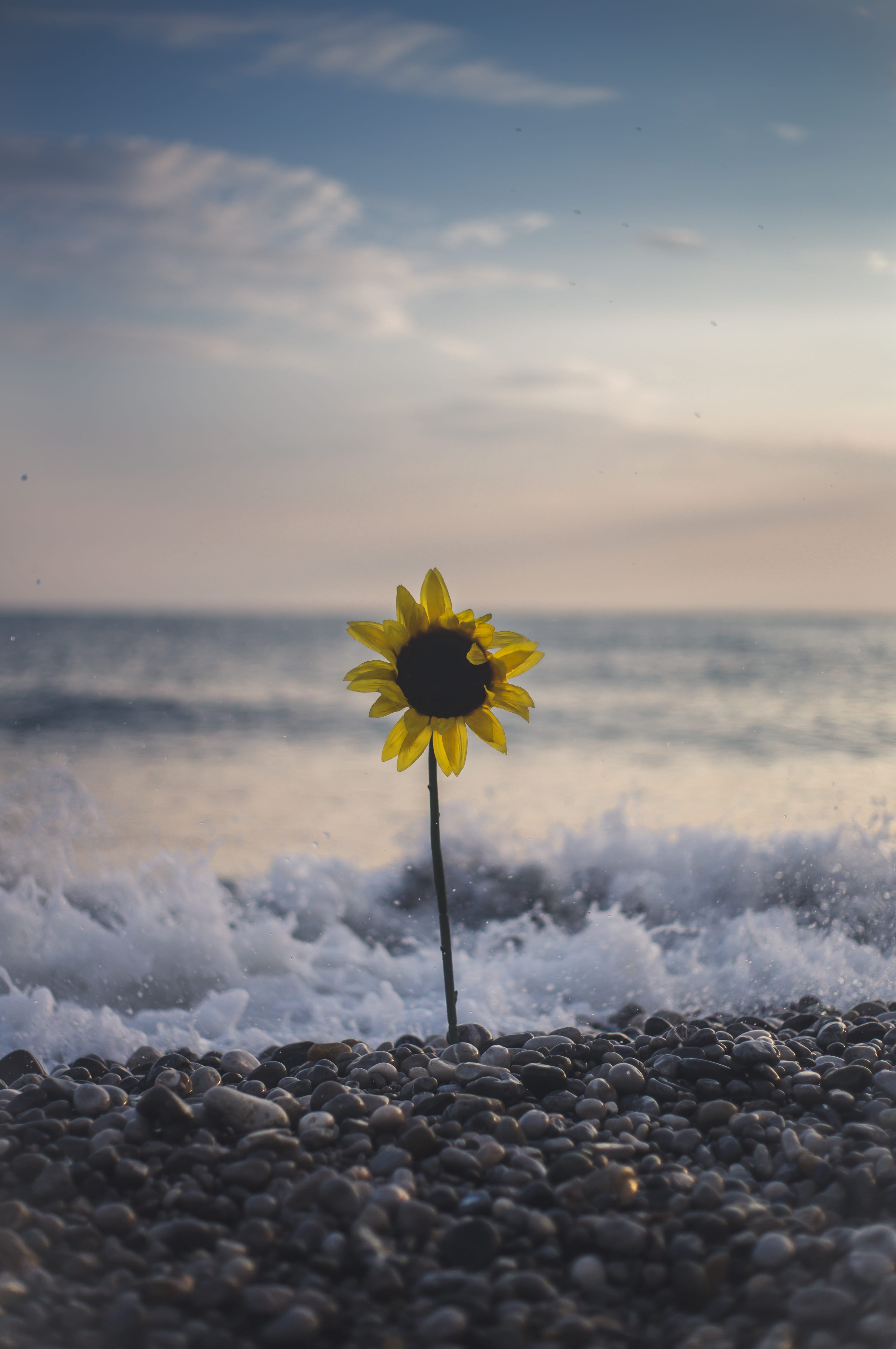 floral, scenics, landscape, girasol, summer, leaf, sky, blue, sunlight, vacations, outdoor, coastline, sunset, seashore, plant, close-up, sea, petal, no People, Phone HD Wallpaper