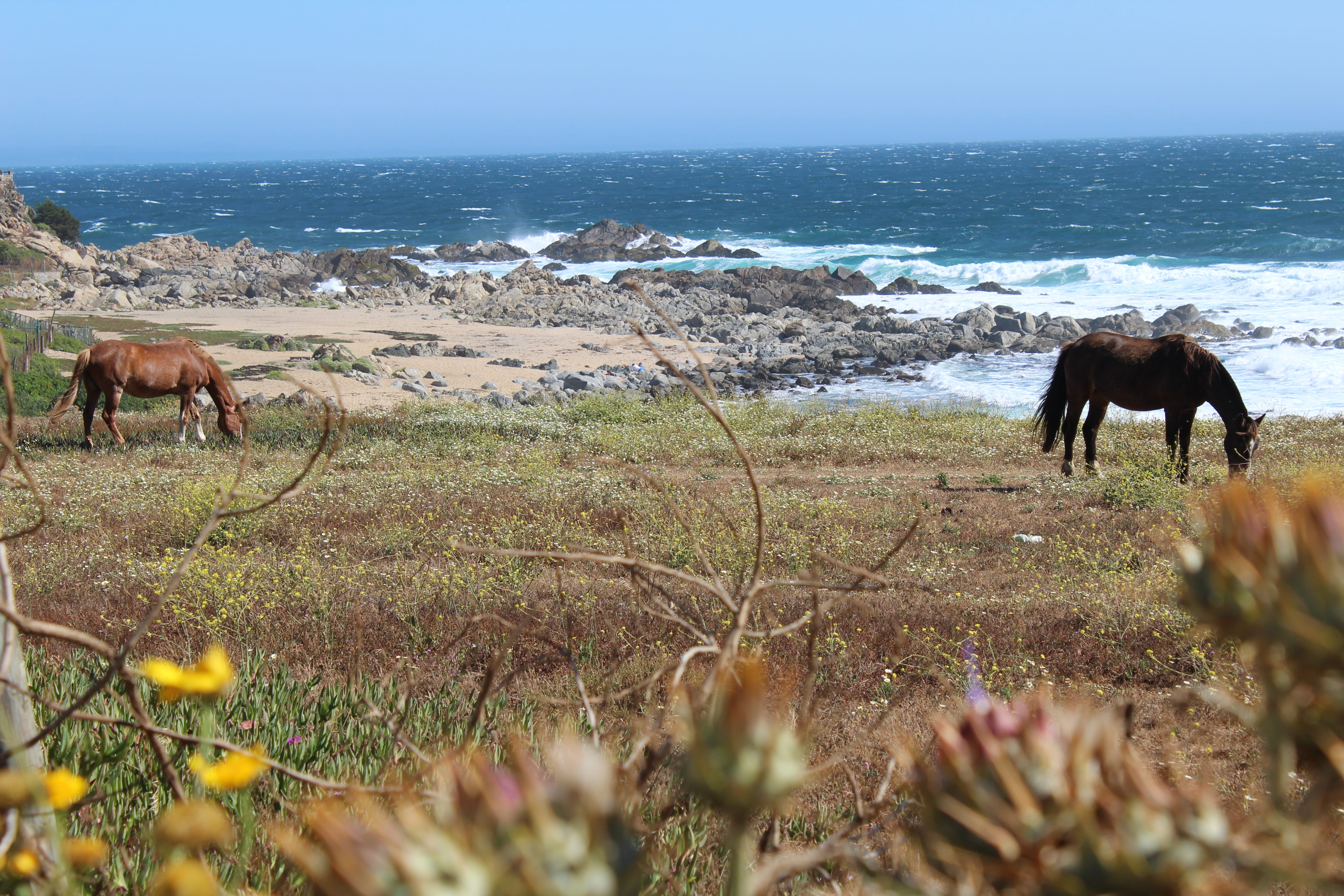outdoors, summer, chile, plant, pets, nature, vertebrate, day, domestic animals, grass, sea, sun, horizon over water, group of animals, sky, wind, beach, HD Wallpaper