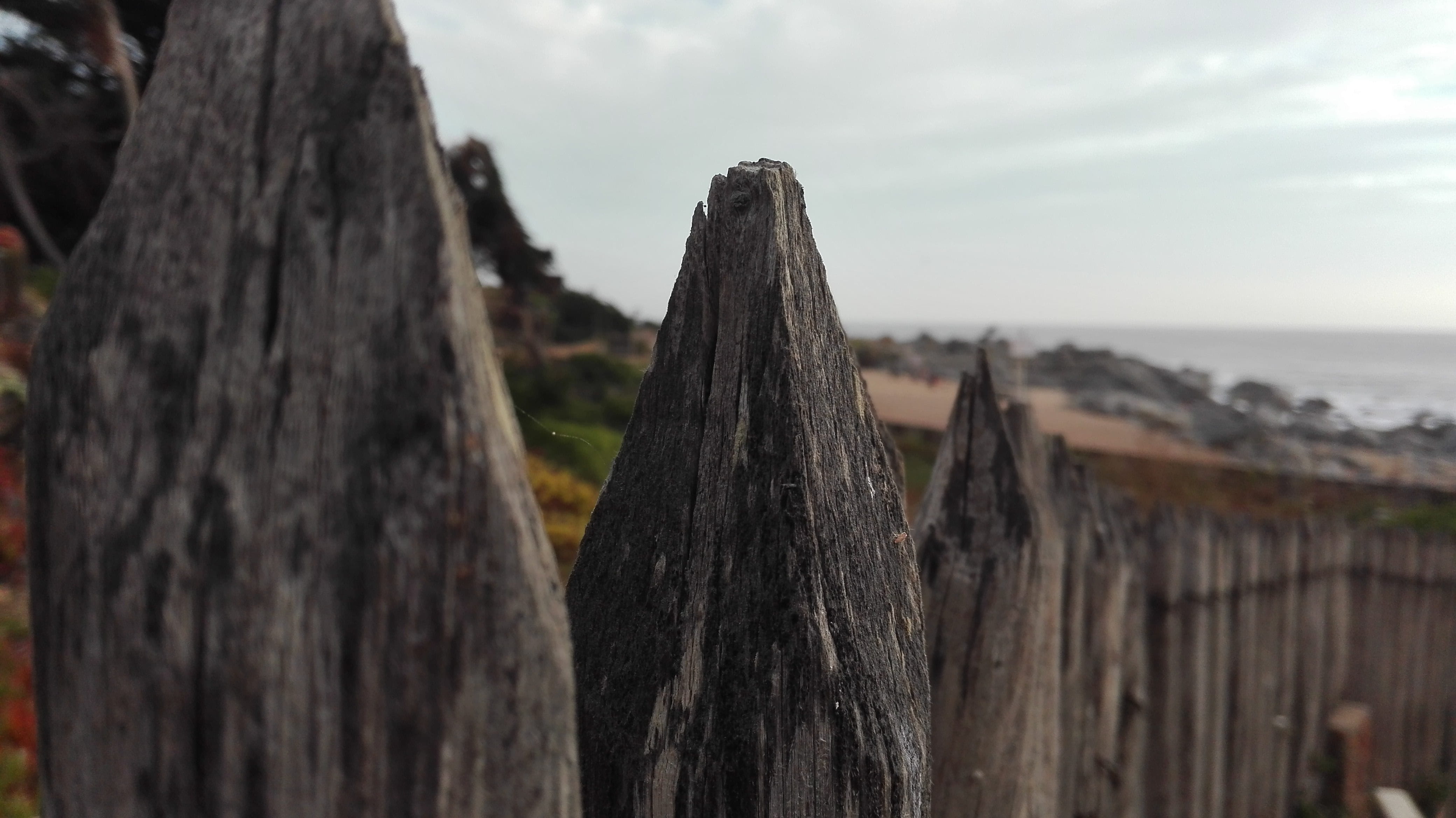 sea, beauty in nature, close-up, cloud - sky, no people, trunk, tranquility, day, tree, wood - material, isla negra, sky, 4K, nature, tree trunk, focus on foreground, HD Wallpaper