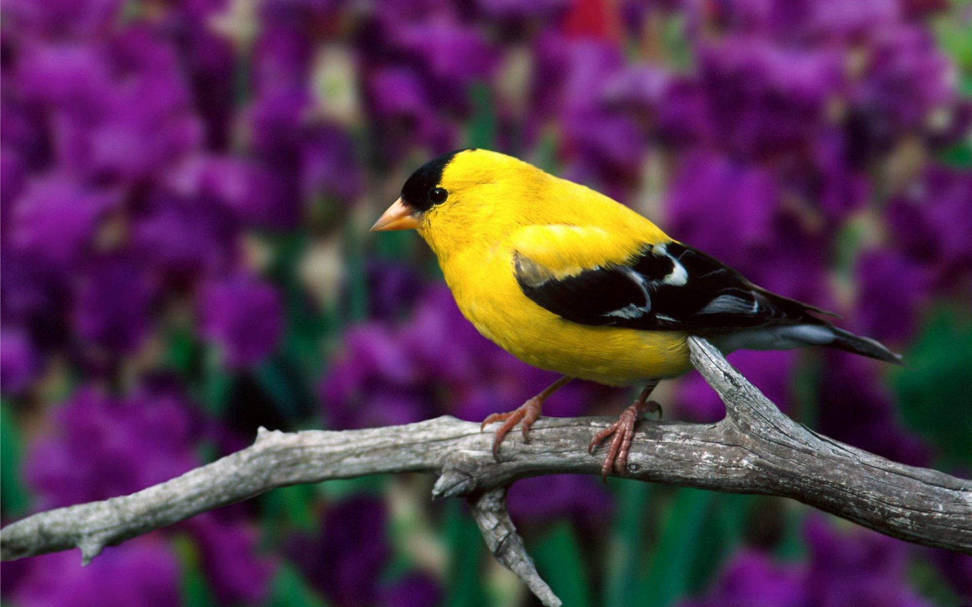 Amarillo, Ave, 1080P, Animales, Jilguero, HD Wallpaper