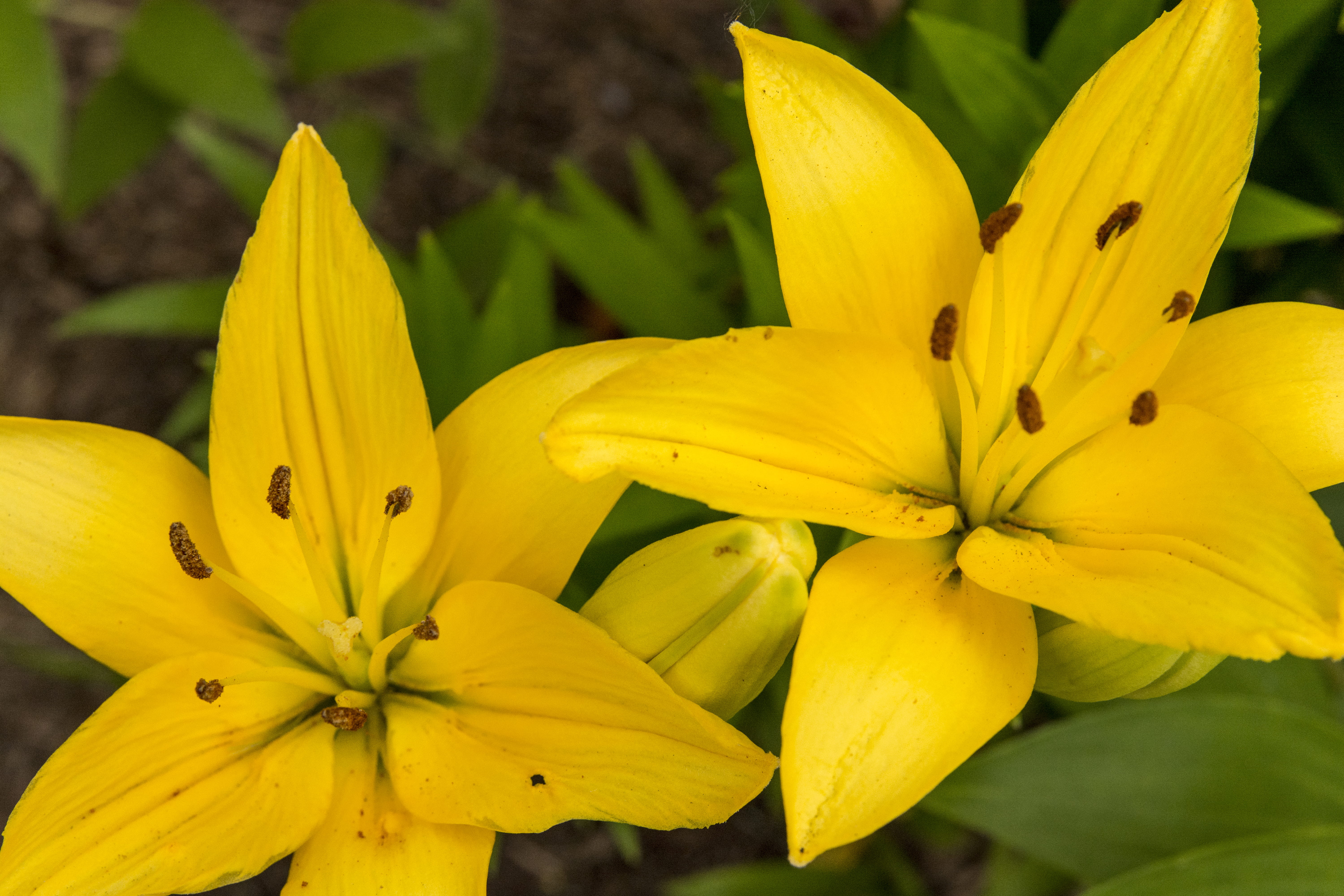 day, downers grove, fragility, flower head, focus on foreground, amarillo, springtime, freshness, jardín, amarillas, nature, flower, stamen, outdoors, no people, HD Wallpaper