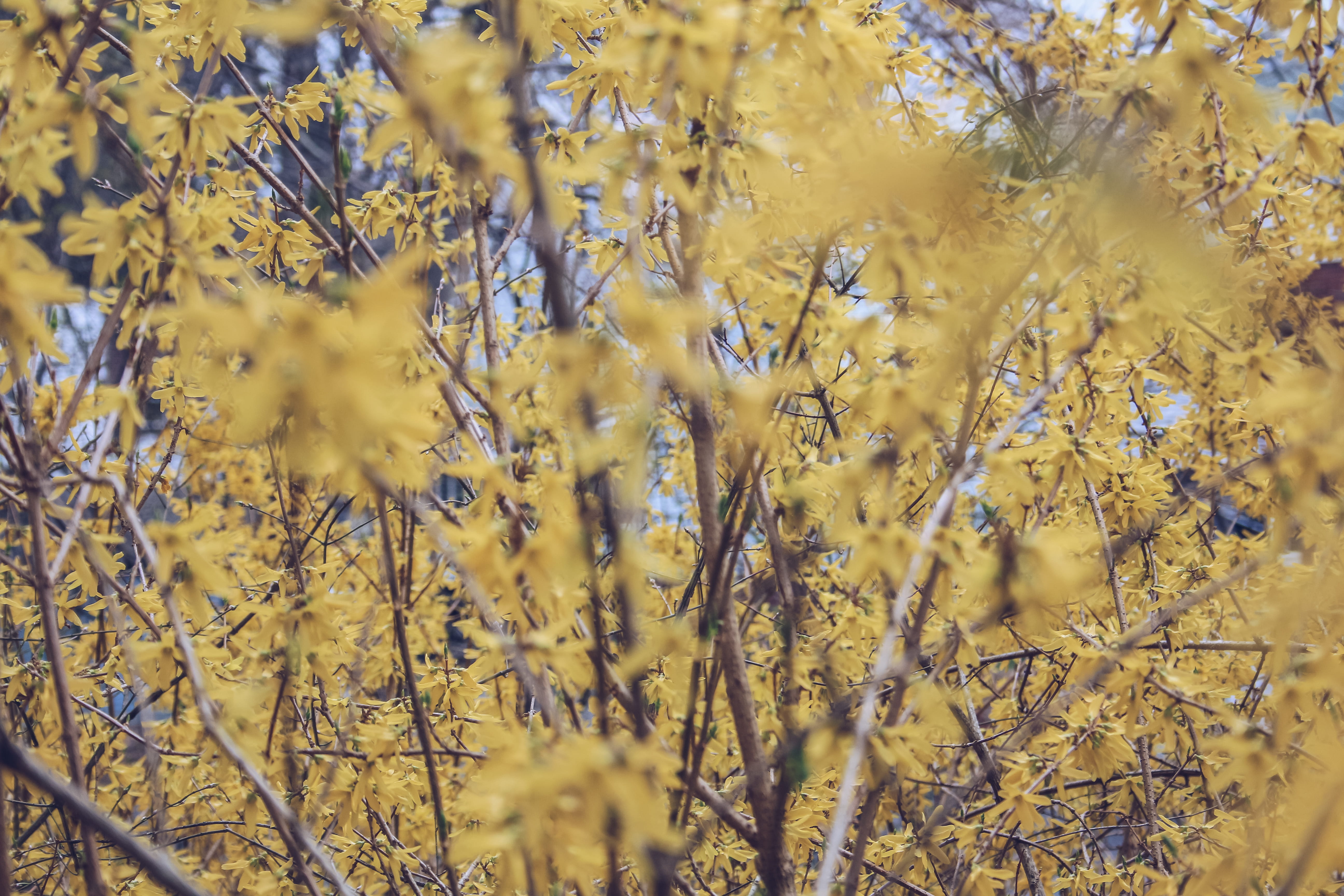 5K, flores, yellow, backgrounds, selective focus, autumn, tranquility, no people, forest, amarillo, united states, tree, vulnerability, flower, nature, HD Wallpaper