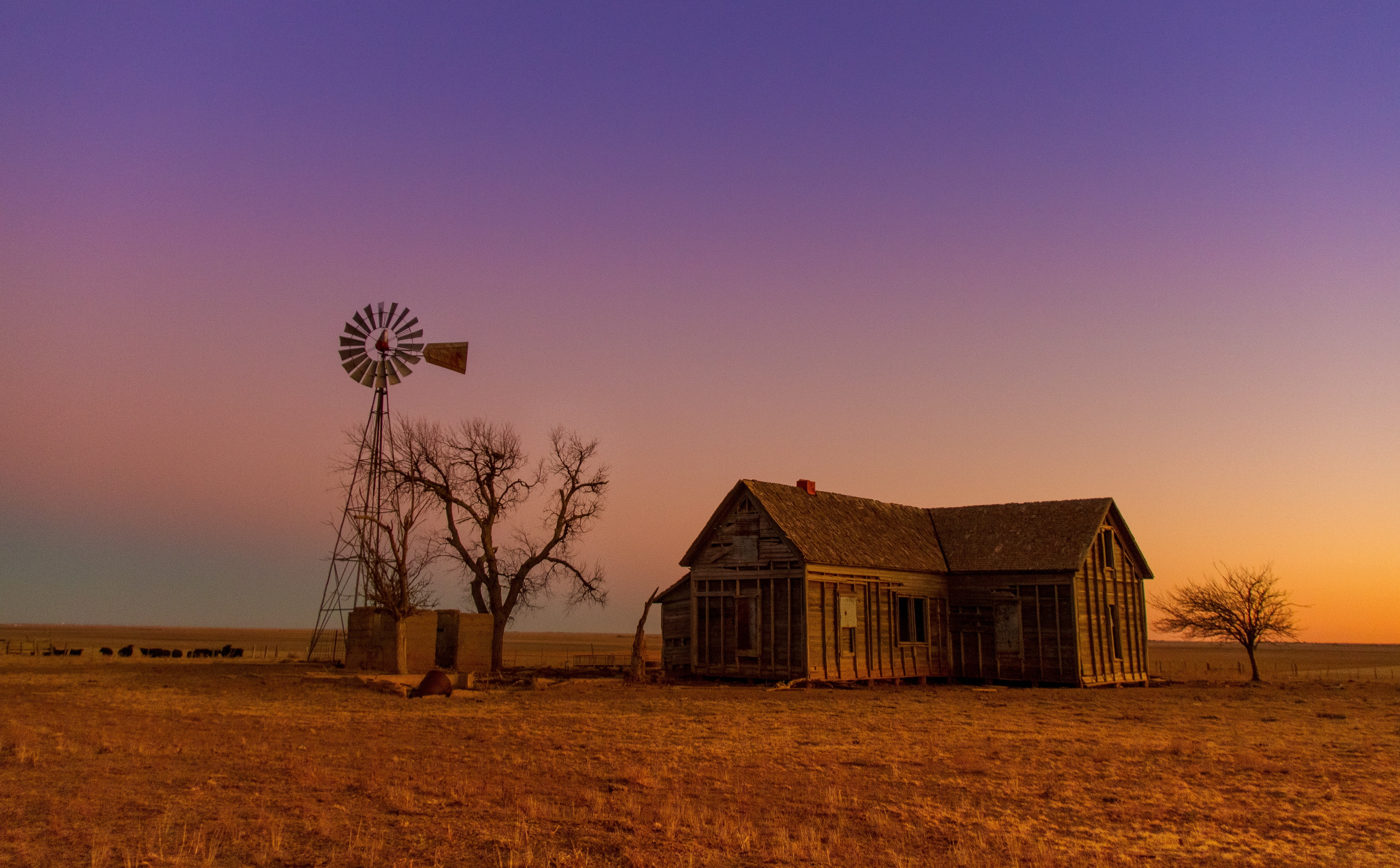 Cows, hd, Texas, rural scene, environmental conservation, environment, Ruin, Windmill, land, sustainable resources, Sunset, building exterior, Abandoned, HD Wallpaper