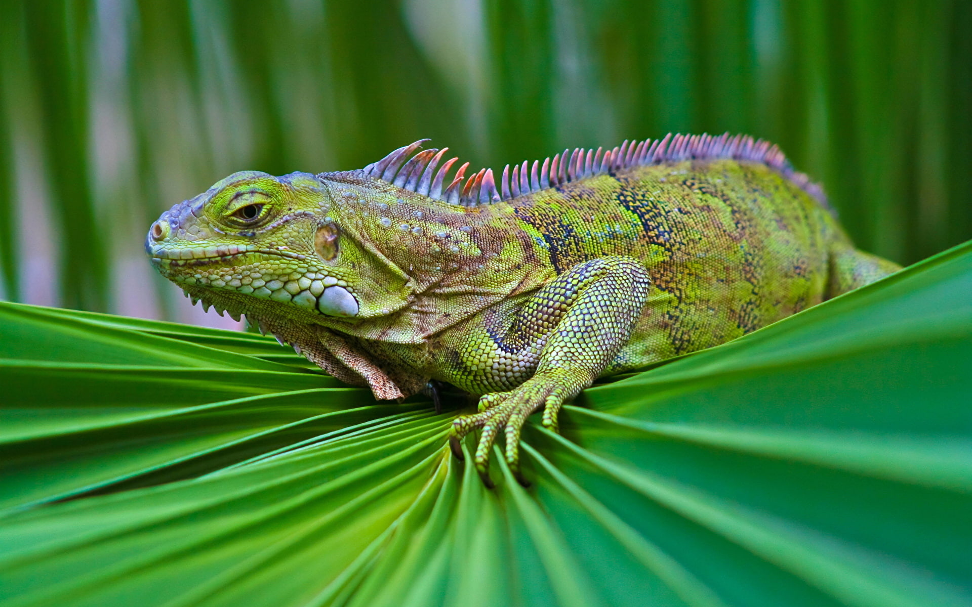 hoja, animales, 1080P, iguana, reptil, HD Wallpaper