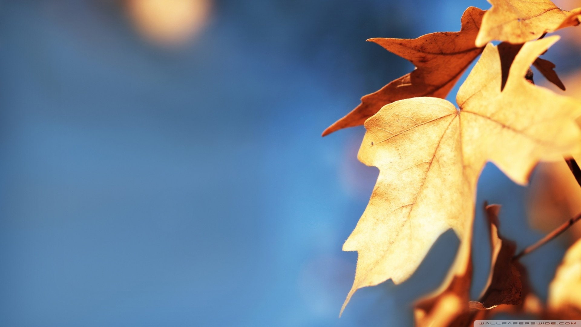 1080P, otoa, hojas, HD Wallpaper