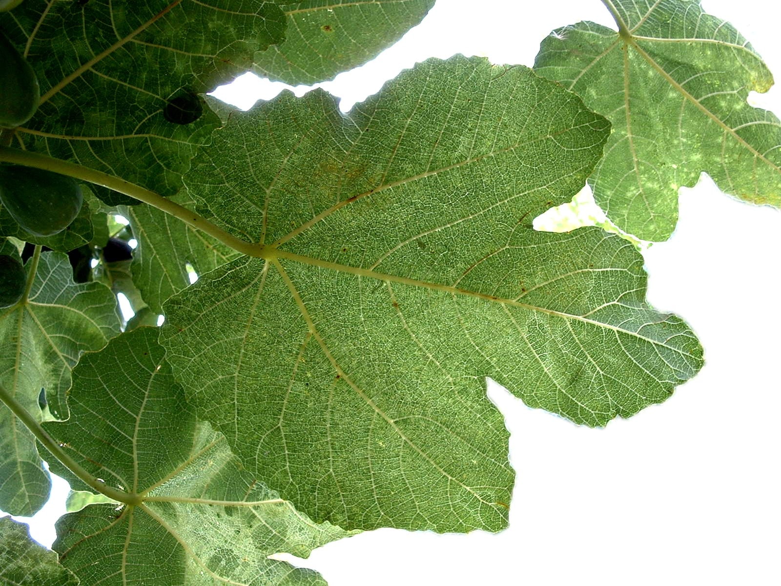 hoja, reverso, higuera, 720P, HD Wallpaper