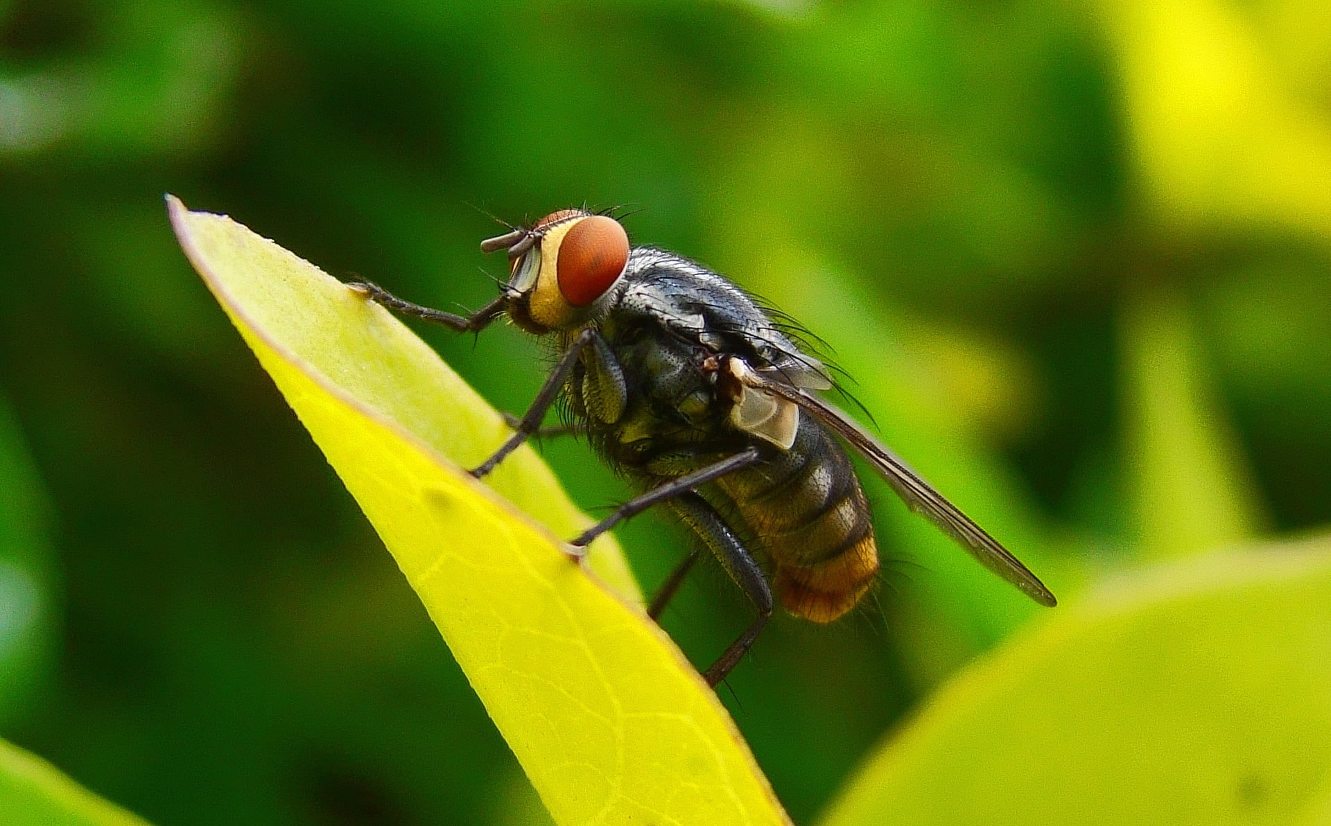 animales, 1080P, mosca, hoja, insecto, HD Wallpaper