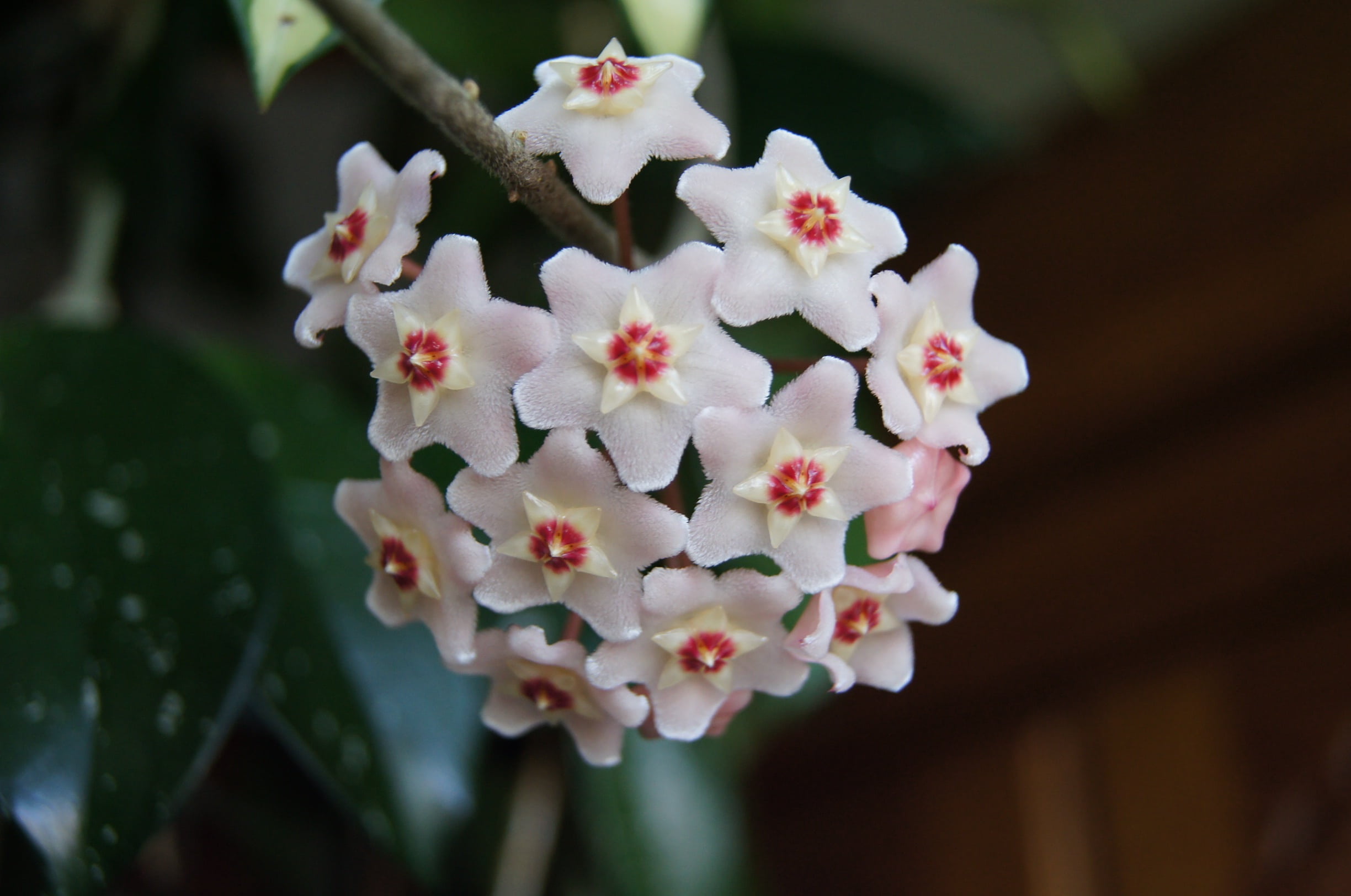 hoji flower, day, growth, flowering plant, nature, fragility, vulnerability, hoya woskowica, flower head, petal, plant, outdoors, 1080P, focus on foreground, HD Wallpaper