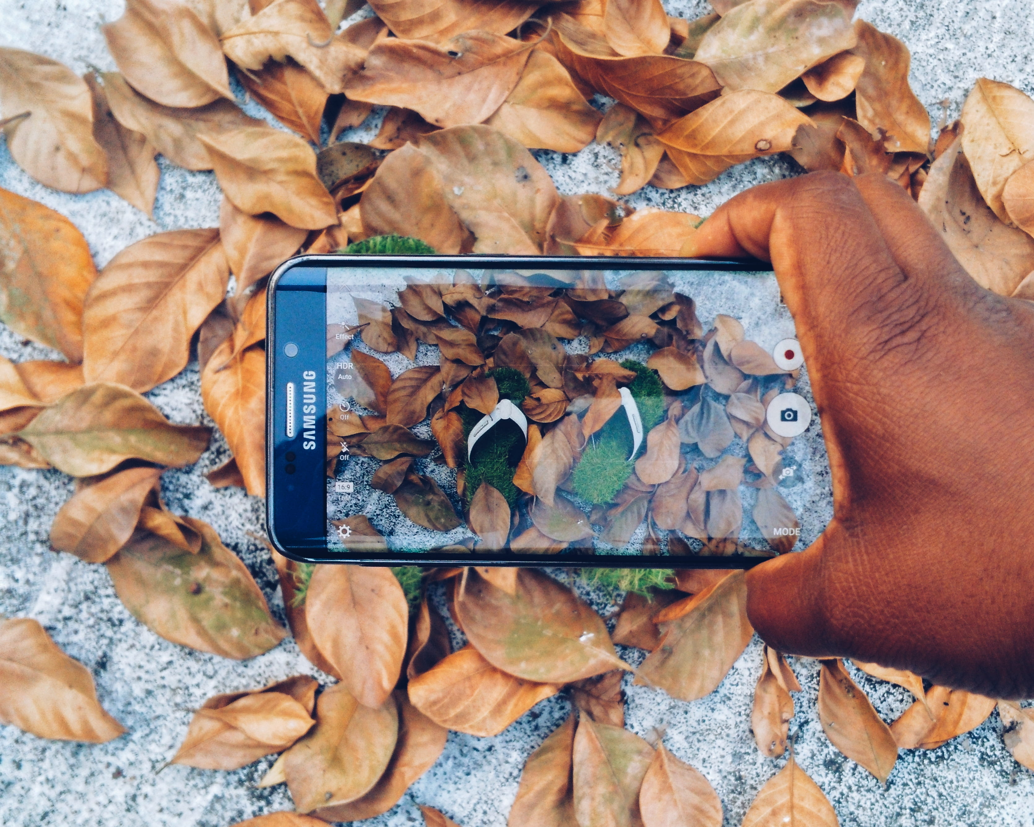 phone, leisure activity, re, taking, holding, telefono movil, dry, 2K, high angle view, nature, movil, photo, finger, african american, leaf, hand, autumn, HD Wallpaper