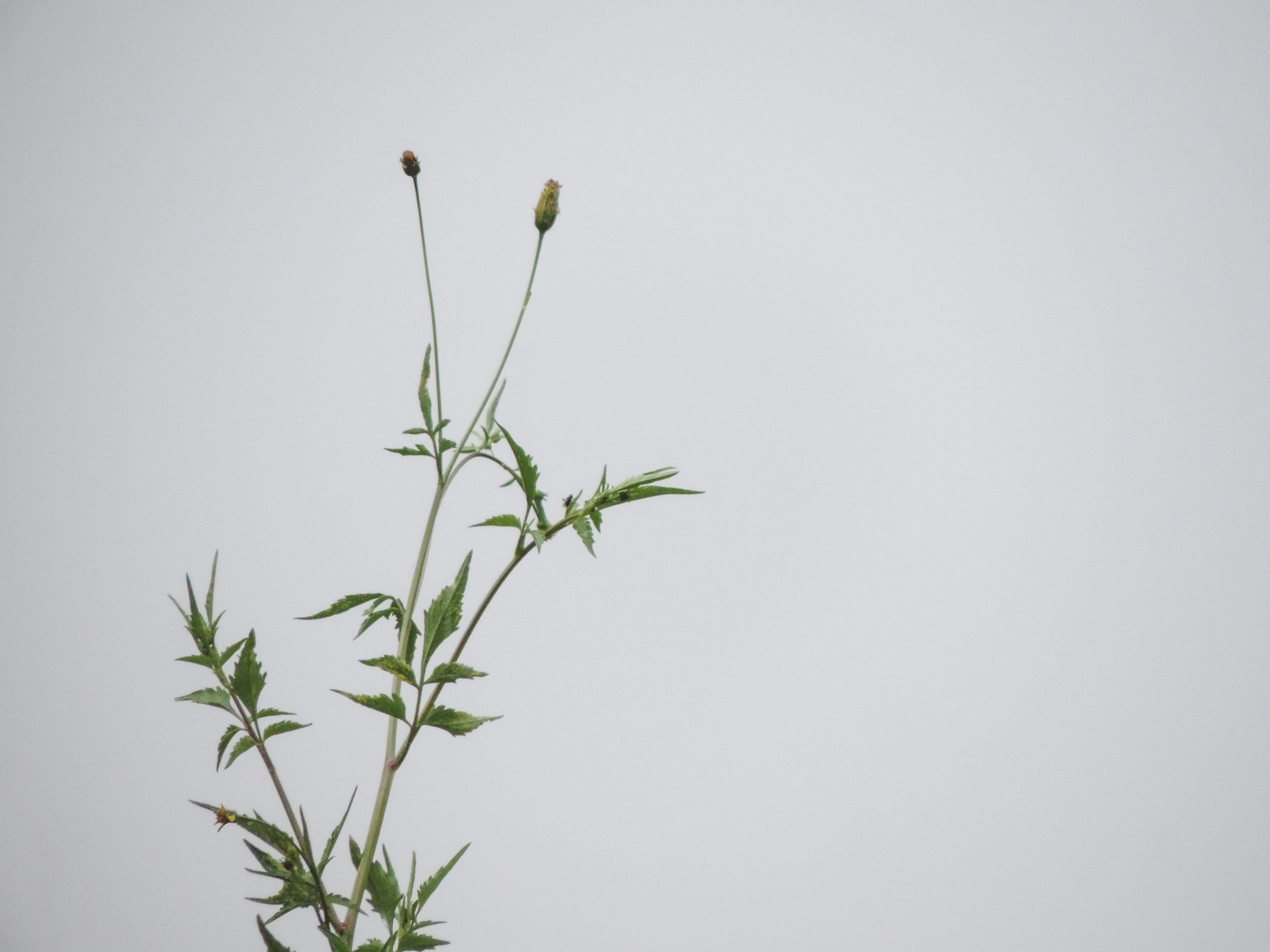 growth, flowering plant, cielo, studio shot, jar, no people, naturaleza, vase, vulnerability, 4K, plant, green color, apiaceae, freshness, day, gris, plan, HD Wallpaper