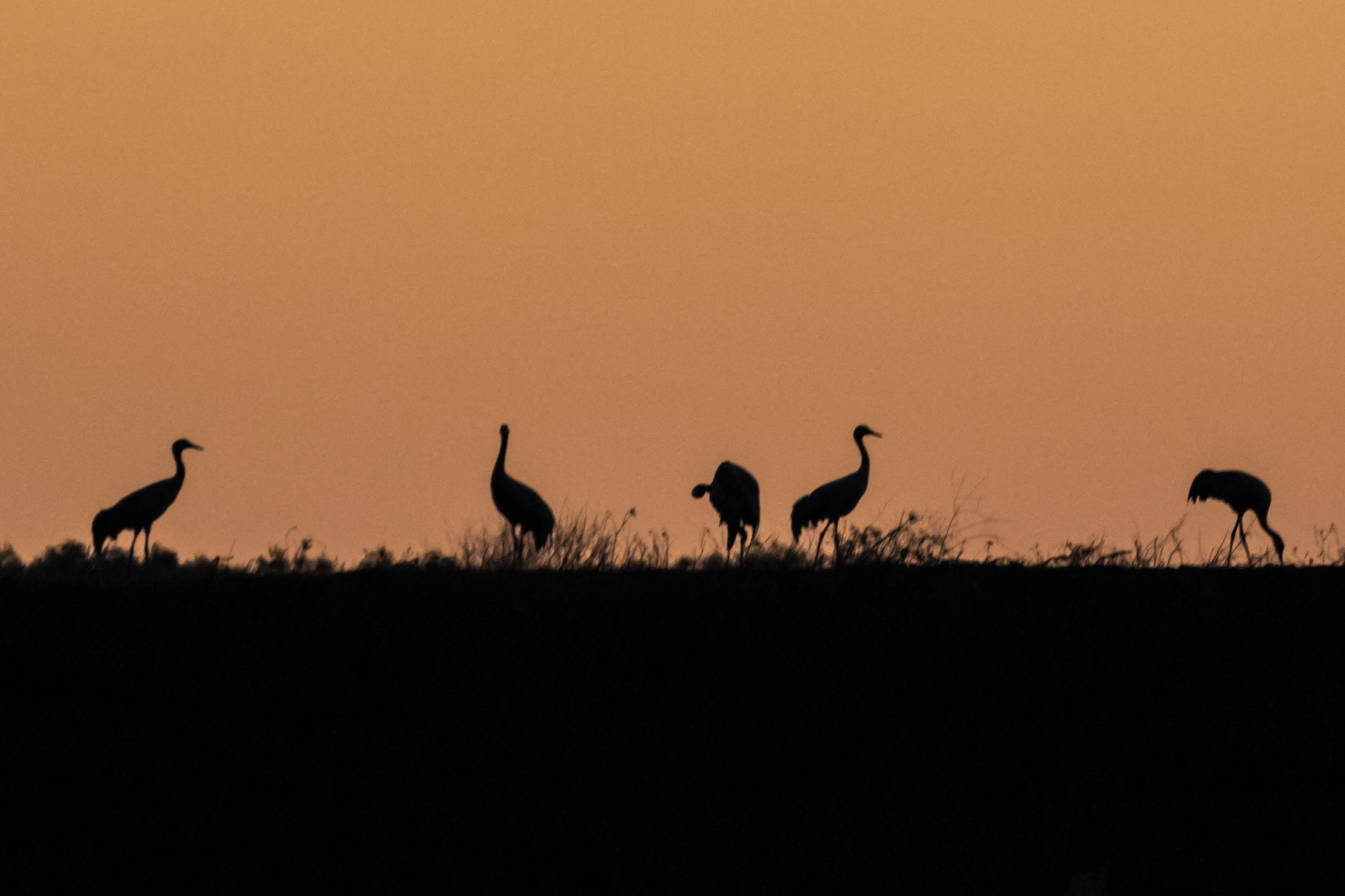 mammal, animal wildlife, travel destinations, ostrich, common crane, landscape, animal themes, nature, bird, environment, wildlife, sky, 12-10-18, european, HD Wallpaper