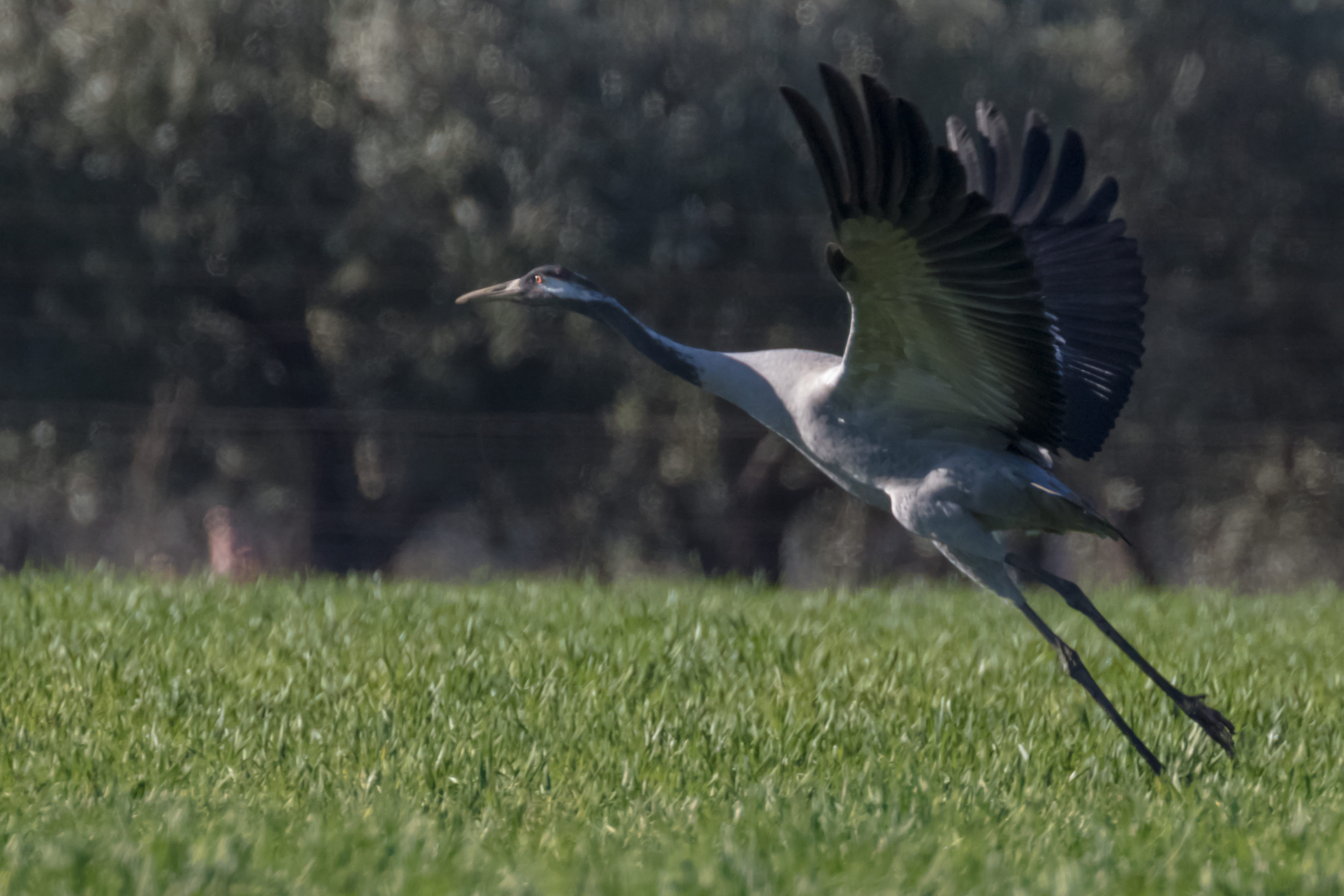 europe, outdoors, wildlife, one animal, motion, animal, european, flying, animal themes, 5K, field, wings, beak, vertebrate, day, plant, fall, nature, HD Wallpaper