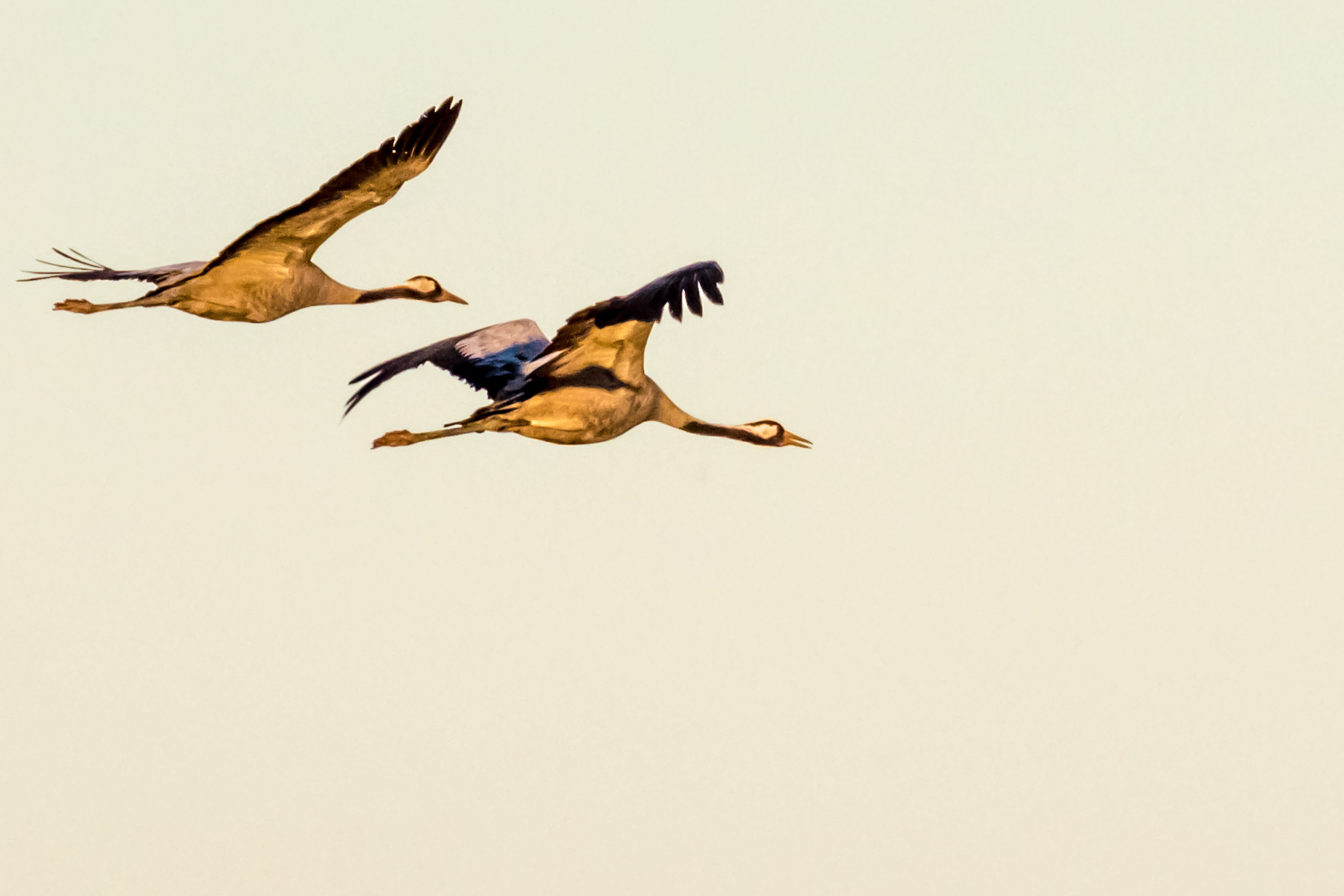 extremadura, flying, european, copy space, sky, cut out, 5K, animals in the wild, wings, no people, fall, studio shot, wildlife, taking off, 12-13-18, HD Wallpaper