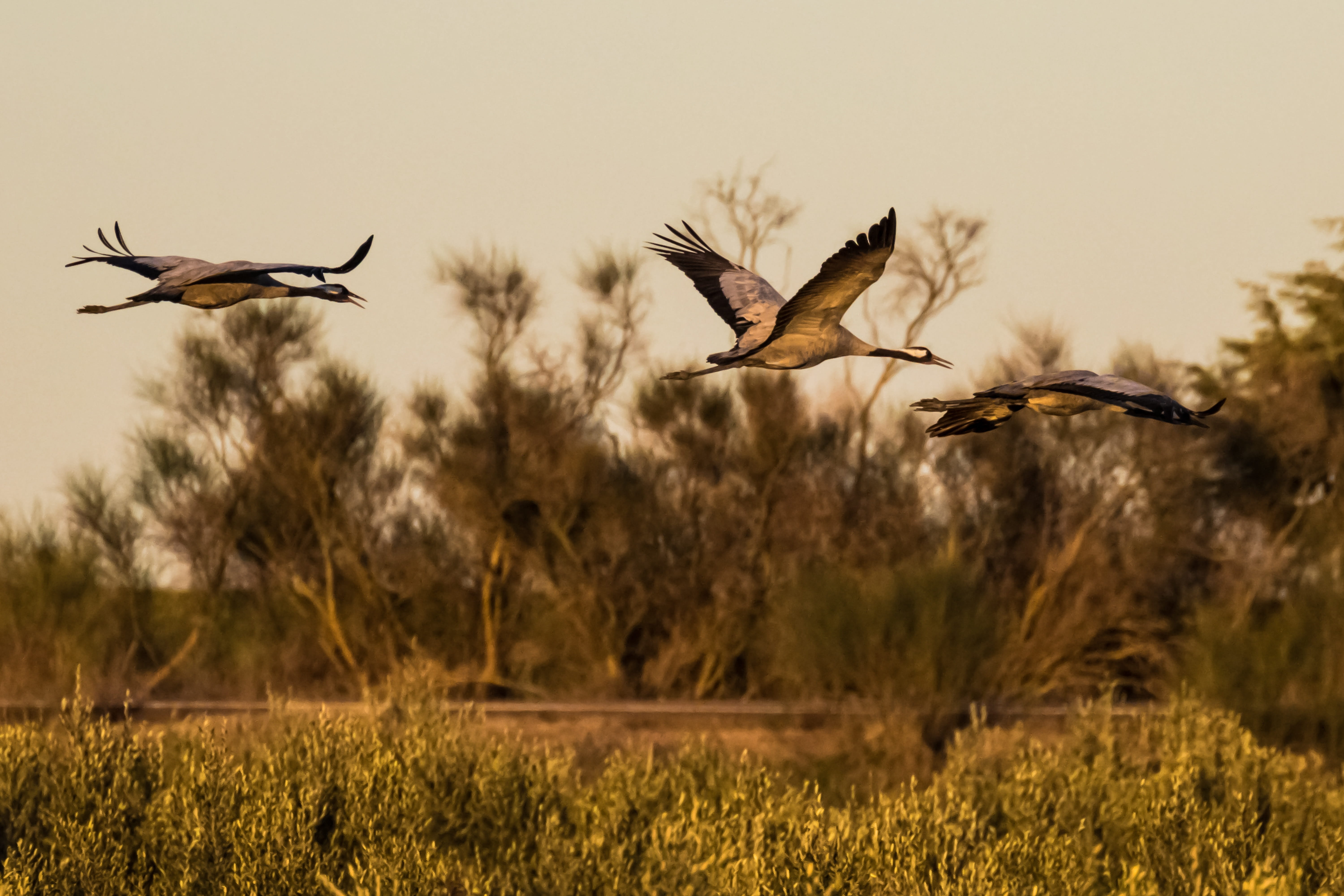 spread wings, 5K, day, outdoors, spain, bird, animal, mid-air, europe, two animals, extremadura, nature, plant, sky, european, no people, animals in the wild, HD Wallpaper
