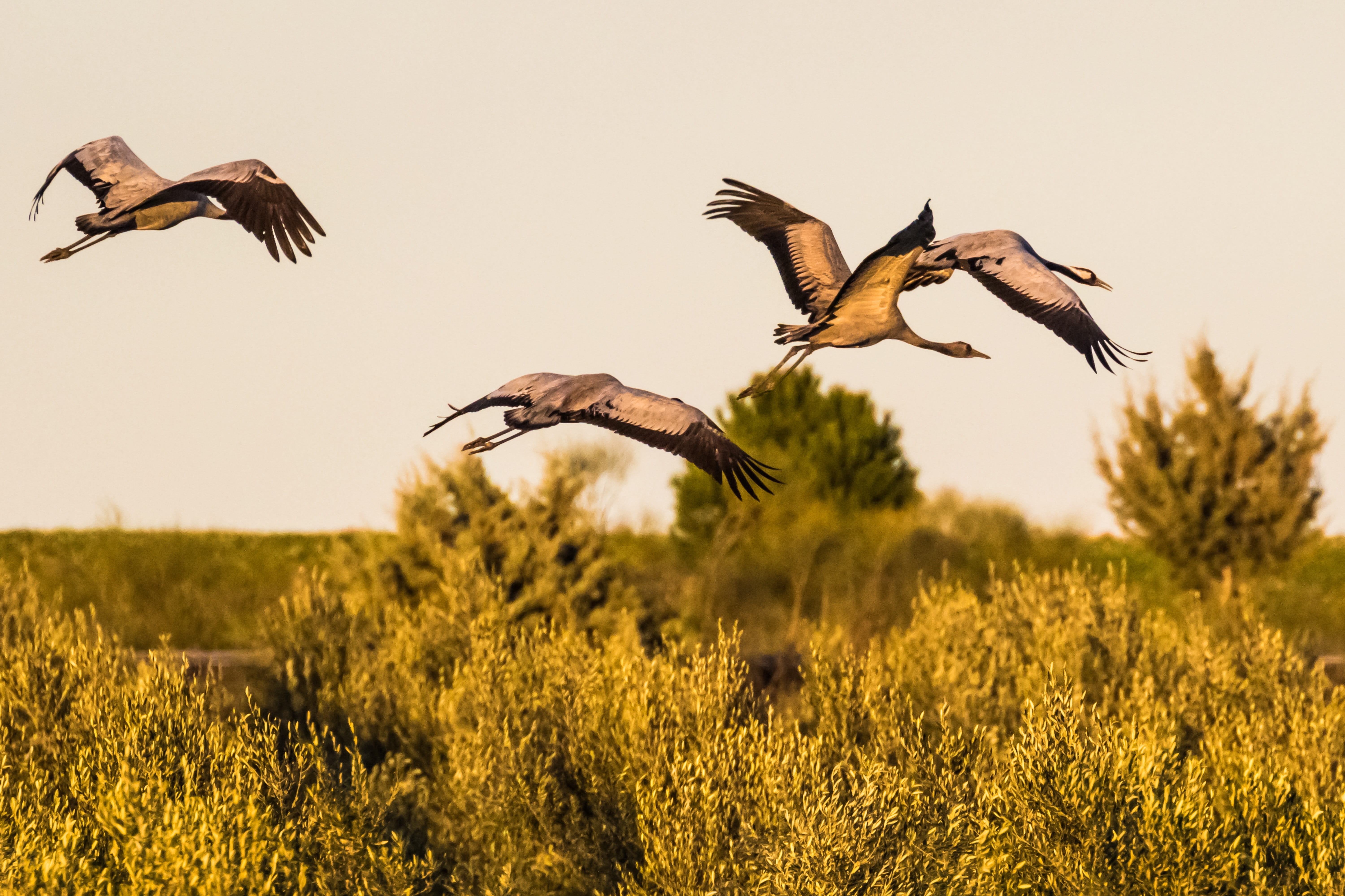 bird, two animals, beak, animal, extremadura, fall, taking off, wings, animal themes, mid-air, no people, europe, outdoors, spain, motion, field, wildlife, HD Wallpaper
