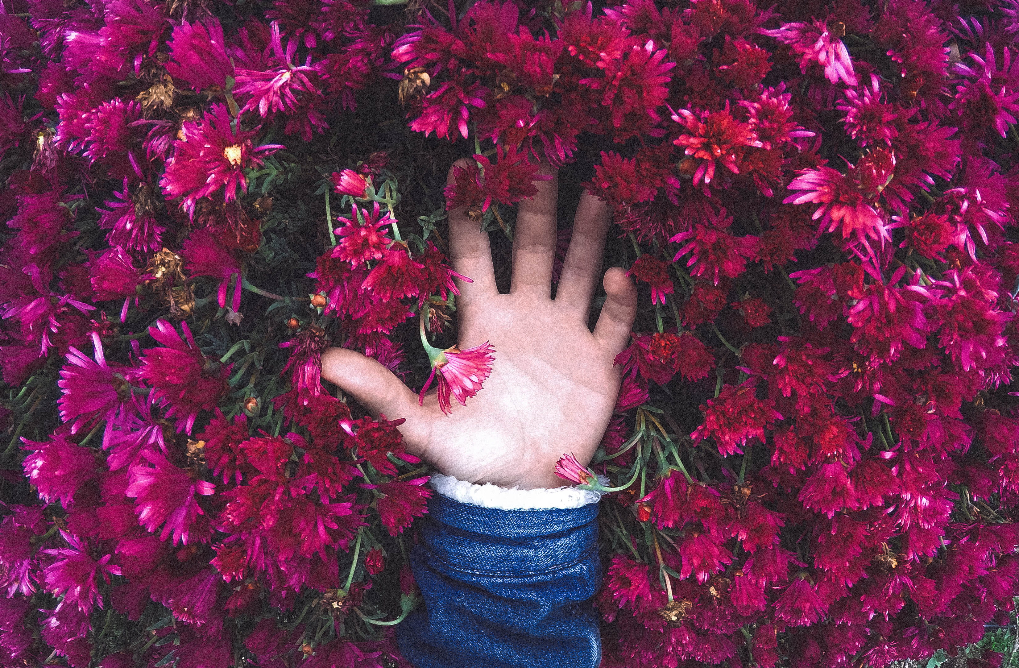 beauty in nature, vulnerability, red, lost, take, human body part, fragility, touch, flower, nature, human hand, adult, rafael barquero, purple, lifestyles, HD Wallpaper