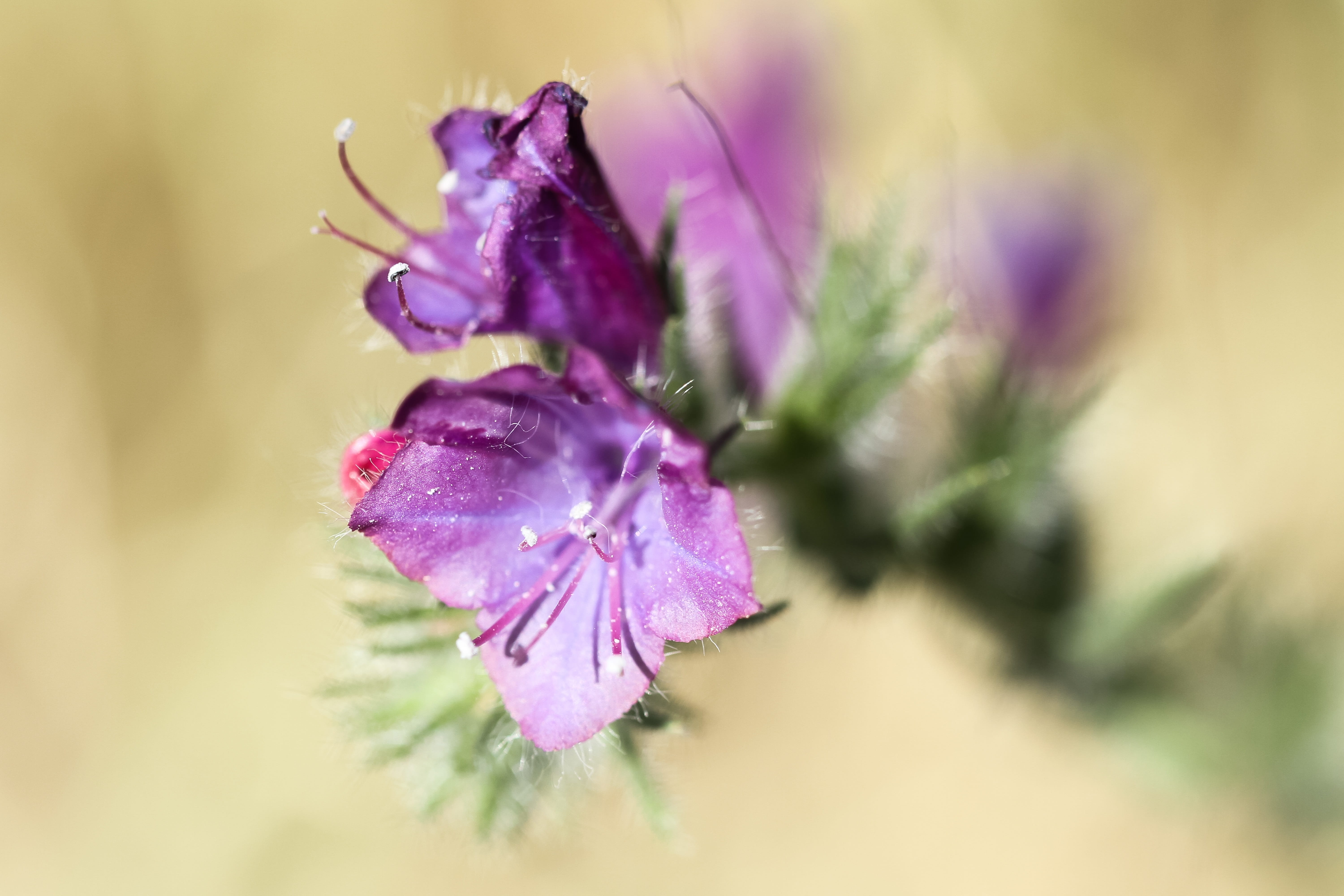 outdoors, iris - plant, freshness, purple, flowering plant, close-up, springtime, softness, spain, growth, inflorescence, flora, beauty in nature, focus on foreground, HD Wallpaper
