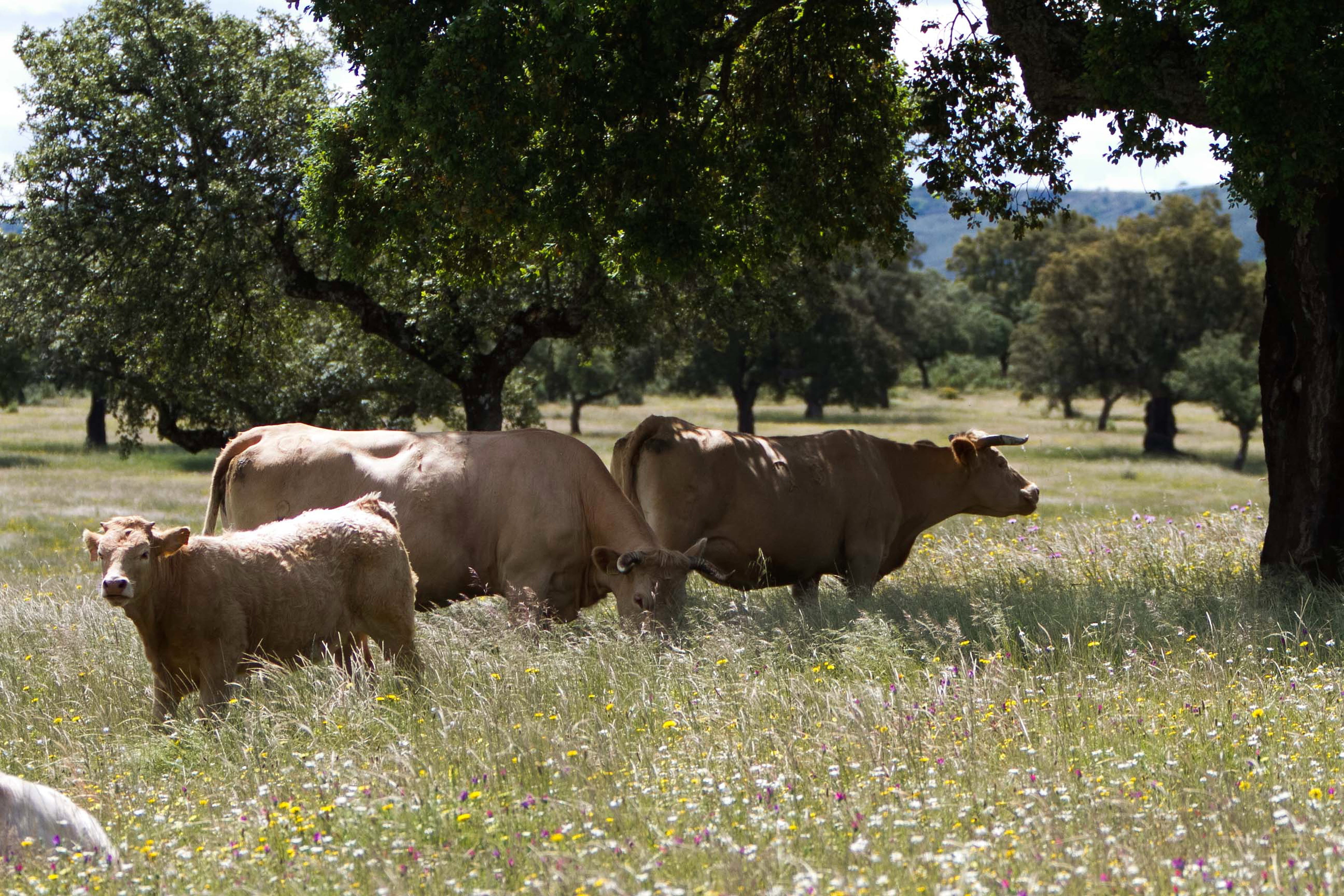 extremadura spain, graze, group of animals, eating, tree, rural, cow, field, meadow, growth, spring, cattle, landscape, herd, cows, day, pets, animal themes, HD Wallpaper