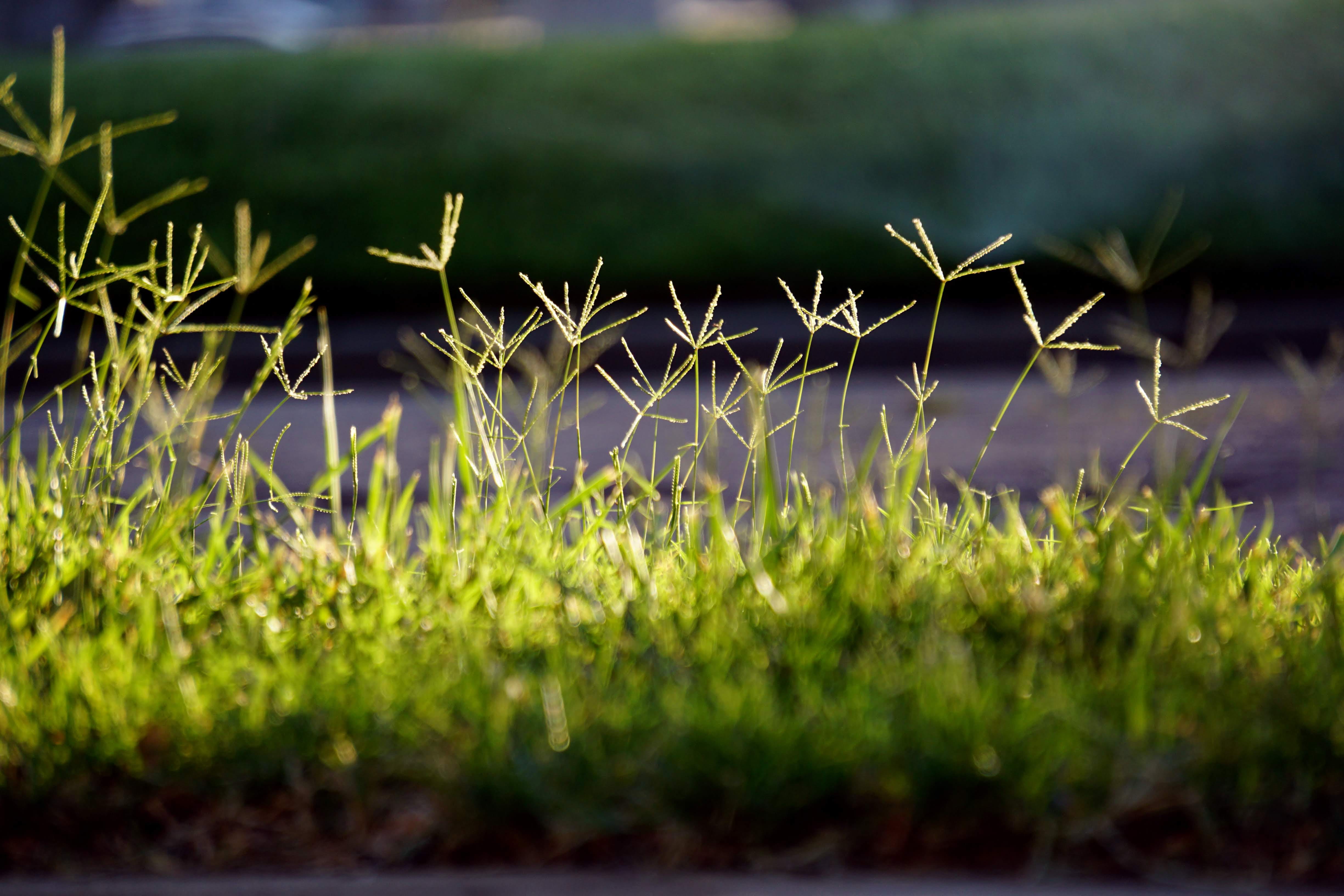 landscape, beauty in nature, close-up, growing, united states, green, amarillo, day, plant, green color, fragility, tranquility, tranquil scene, environment, HD Wallpaper