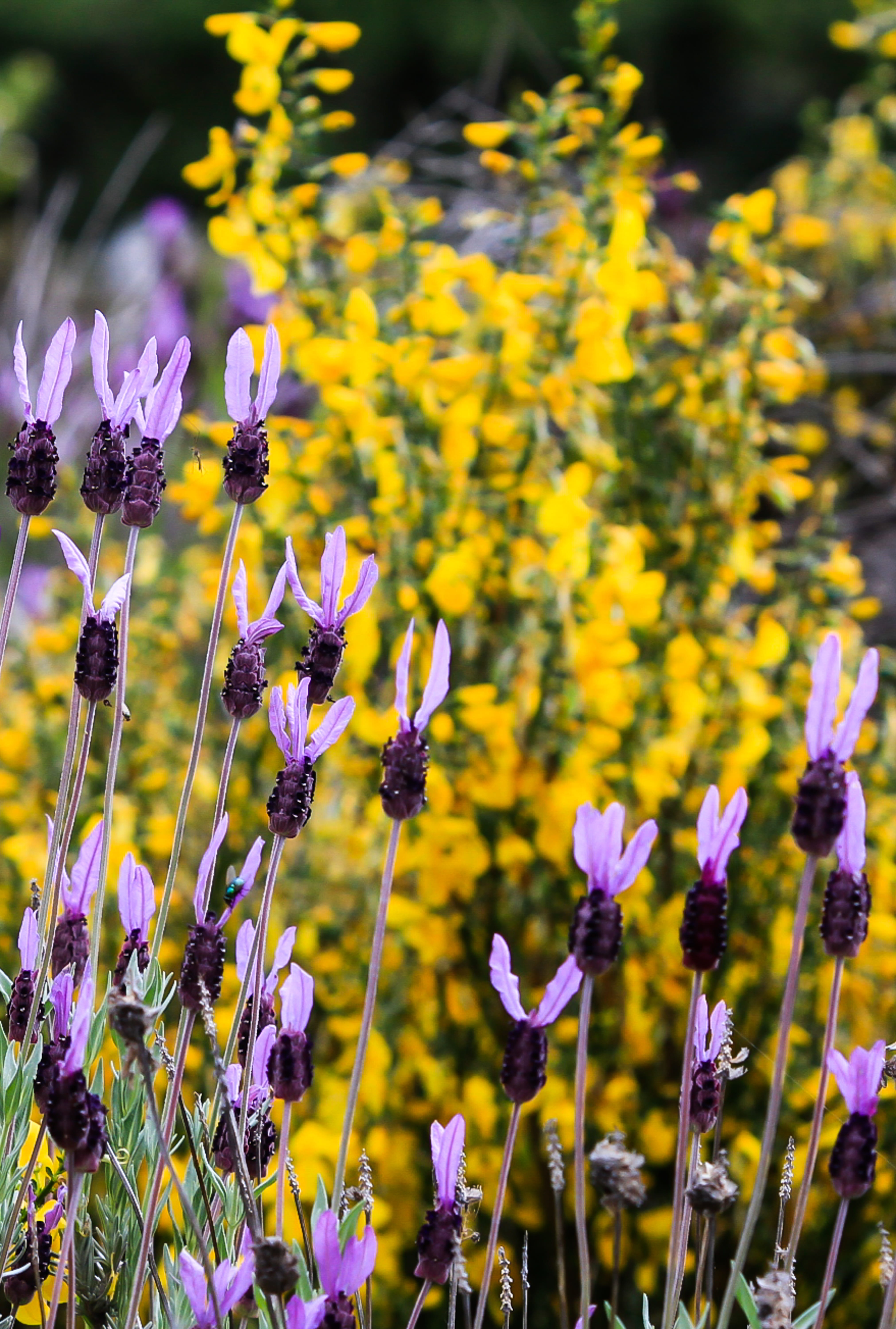 yellow, nature, flower head, spain, inflorescence, beauty in nature, freshness, outdoors, land, plant, vulnerability, purple, pollination, flower, close-up, Phone HD Wallpaper