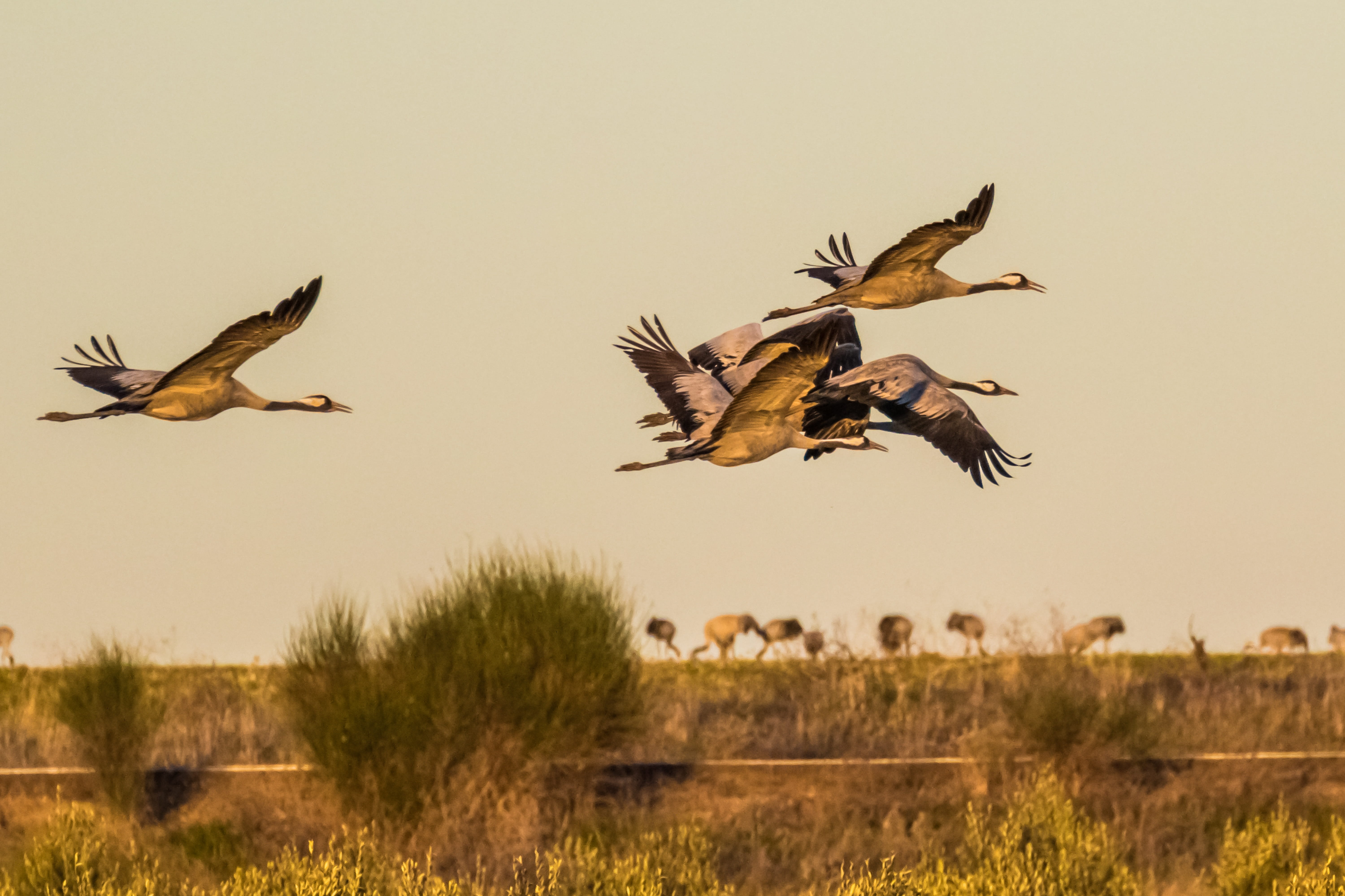 mid-air, plant, 12-10-18, land, taking off, nature, fall, sky, 5K, bird, extremadura, animal wildlife, european, vertebrate, animal, clear sky, common crane, HD Wallpaper