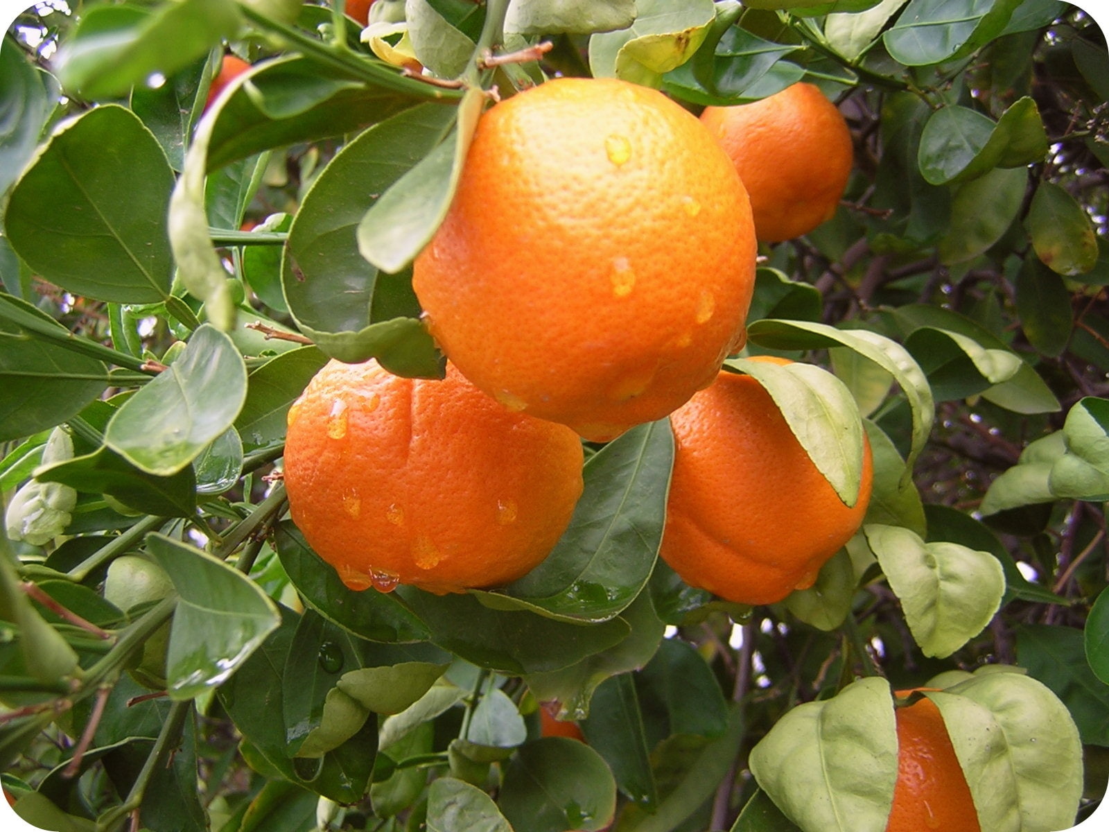 arbol, naturaleza, 720P, naranjas, HD Wallpaper