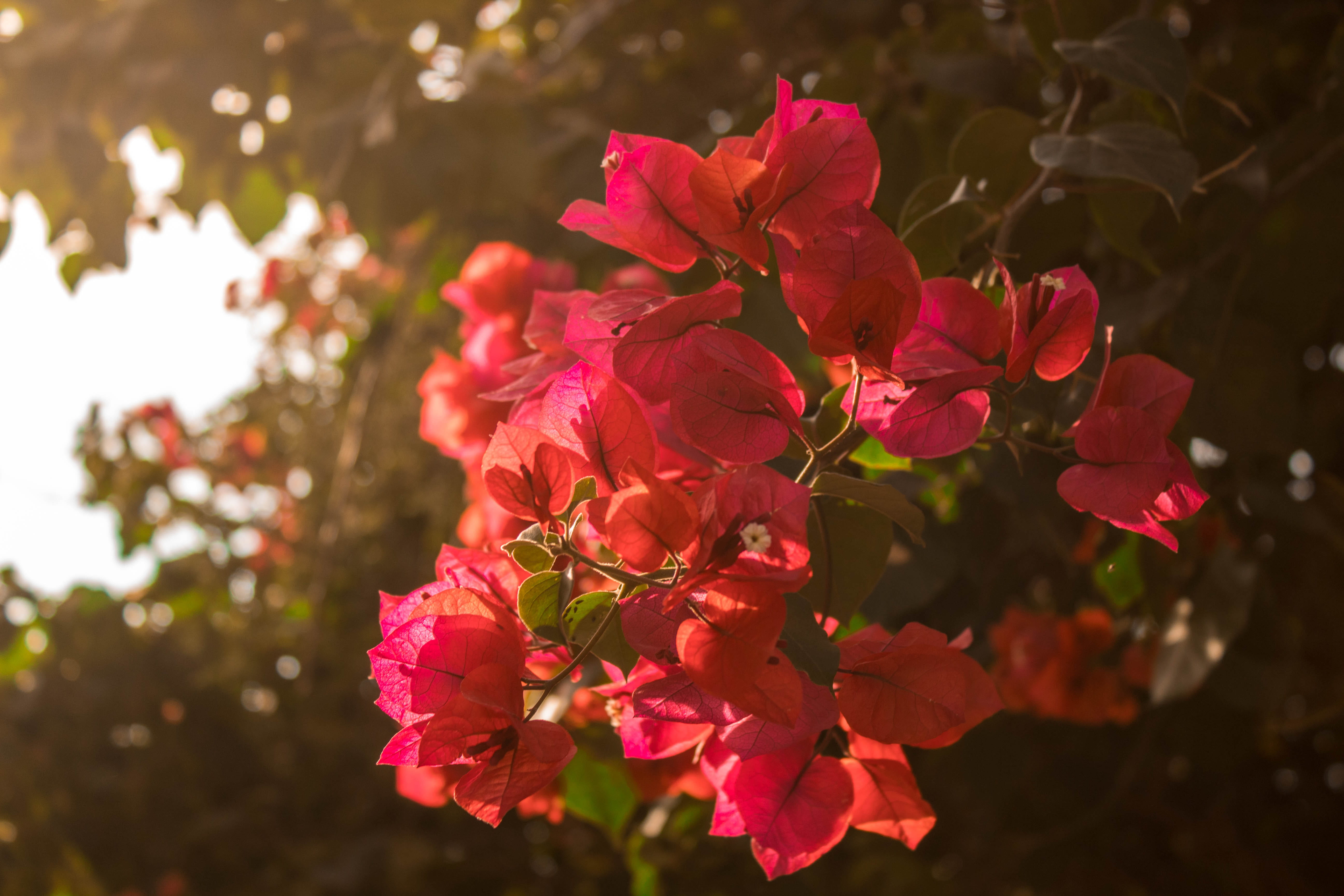 nature, inflorescence, vulnerability, no people, fragility, tree, sunny, camelina, flower, focus on foreground, mexico, outdoors, pink color, 5K, plant, HD Wallpaper