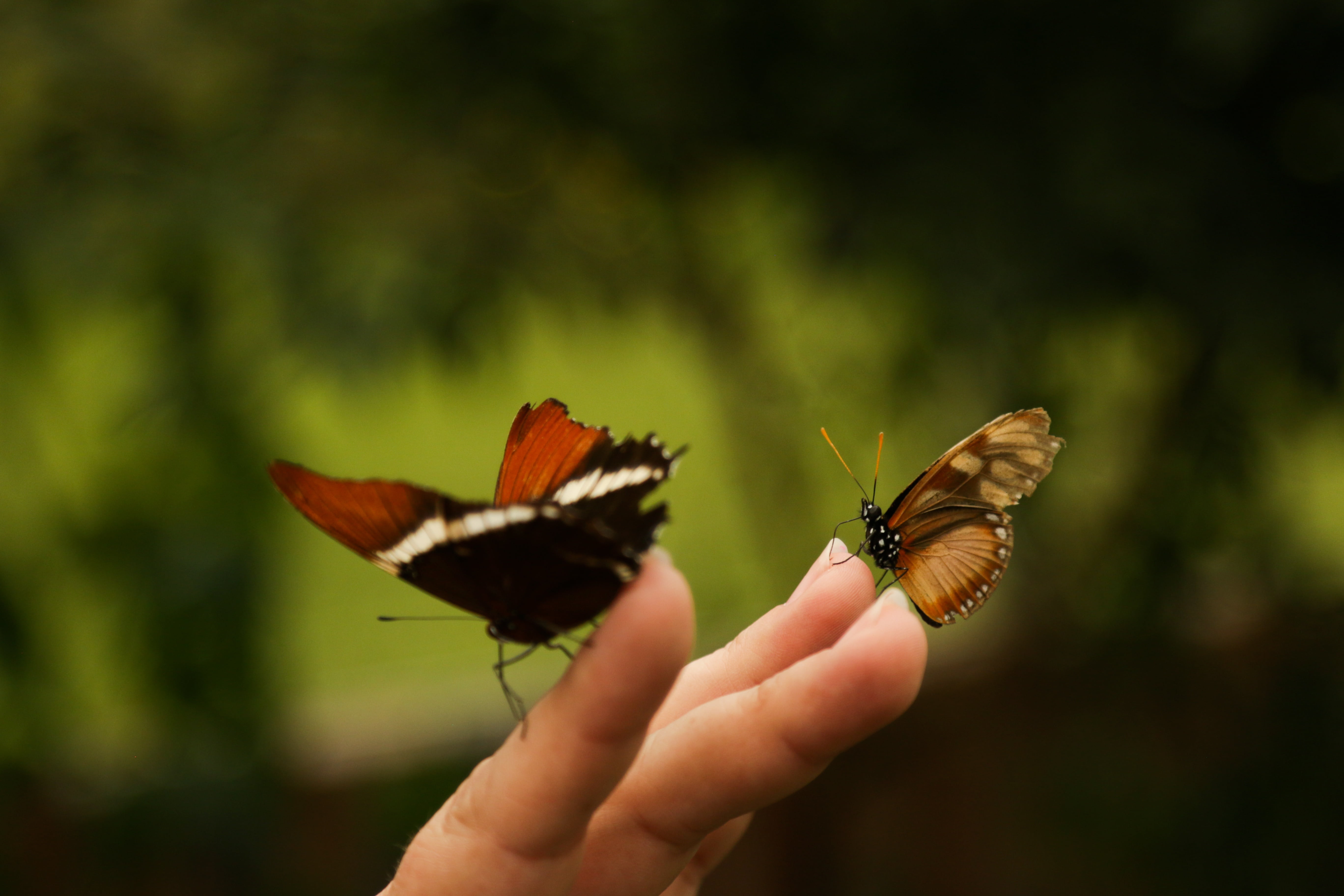 animal wing, beauty in nature, invertebrate, animal wildlife, human hand, animal themes, insecto, butterfly - insect, naranja, hand, hojas, pollination, HD Wallpaper