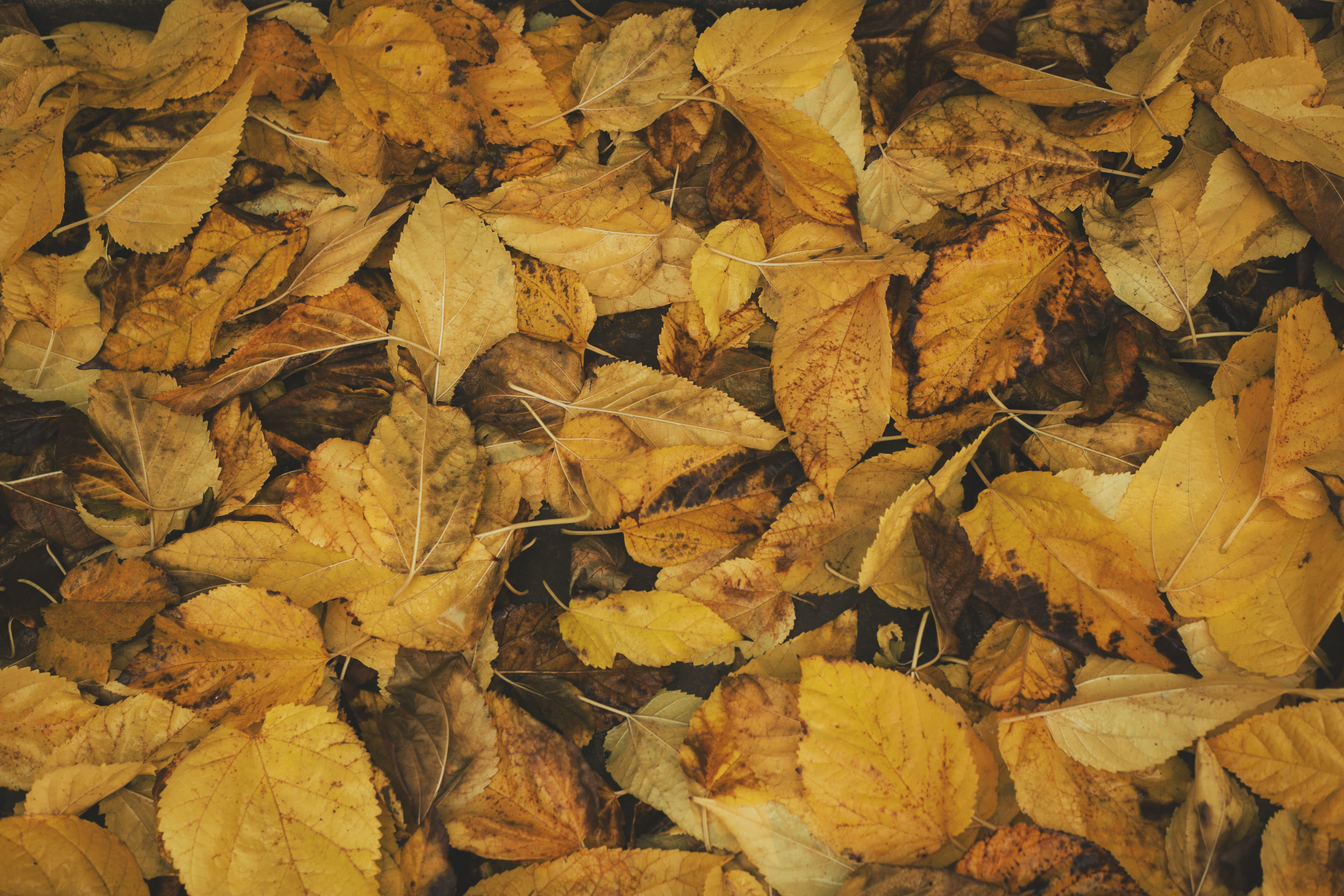 yellow, gold Colored, october, leafe, leaf, day, textured, dried, full frame, high angle view, forest, abundance, outdoors, brown, backgrounds, maple leaf, HD Wallpaper