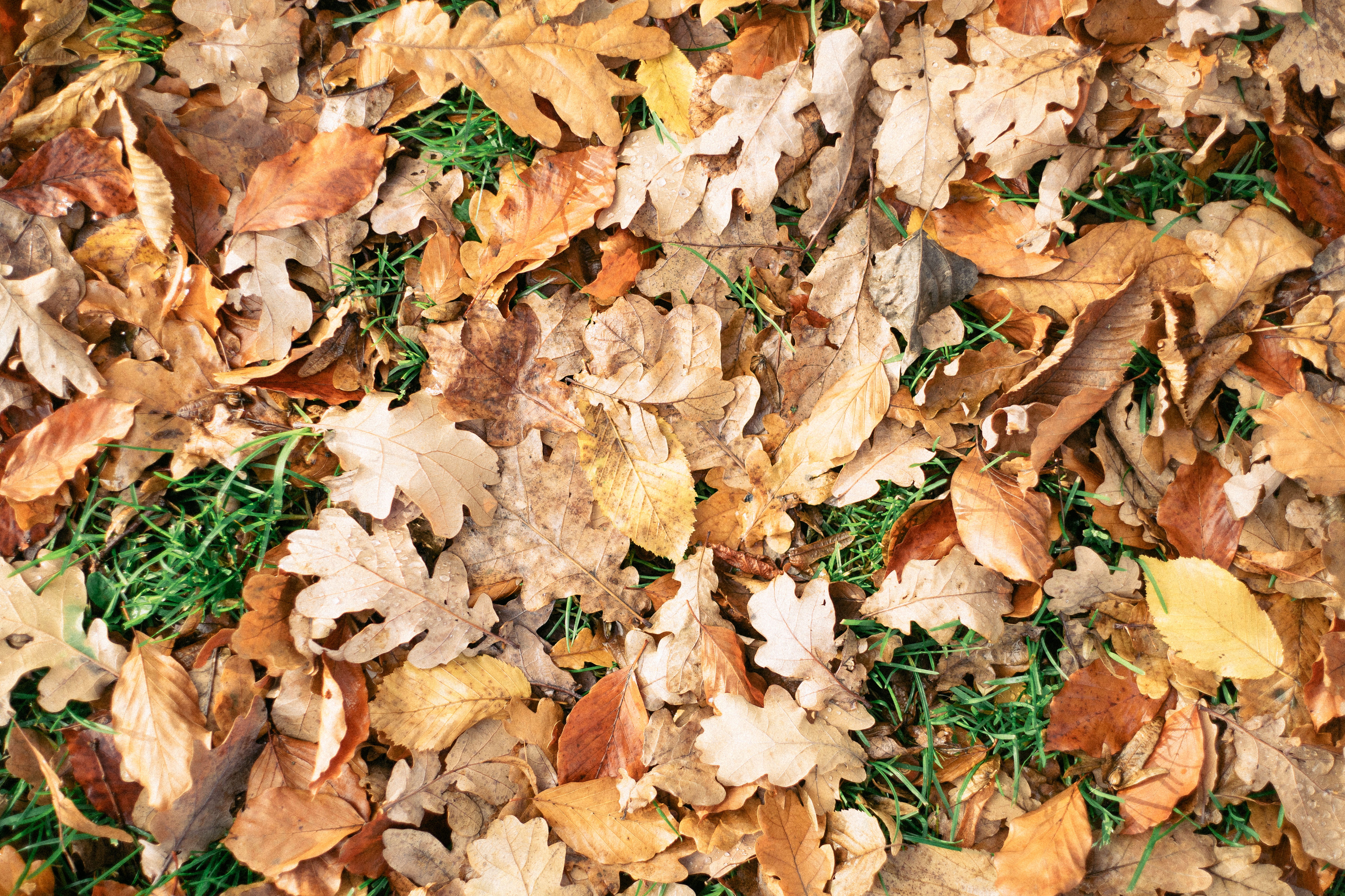 beauty in nature, maple leaf, multi Colored, day, park - Man Made Space, full frame, no people, plant, close-up, high angle view, brown, mushroom, leaf, HD Wallpaper