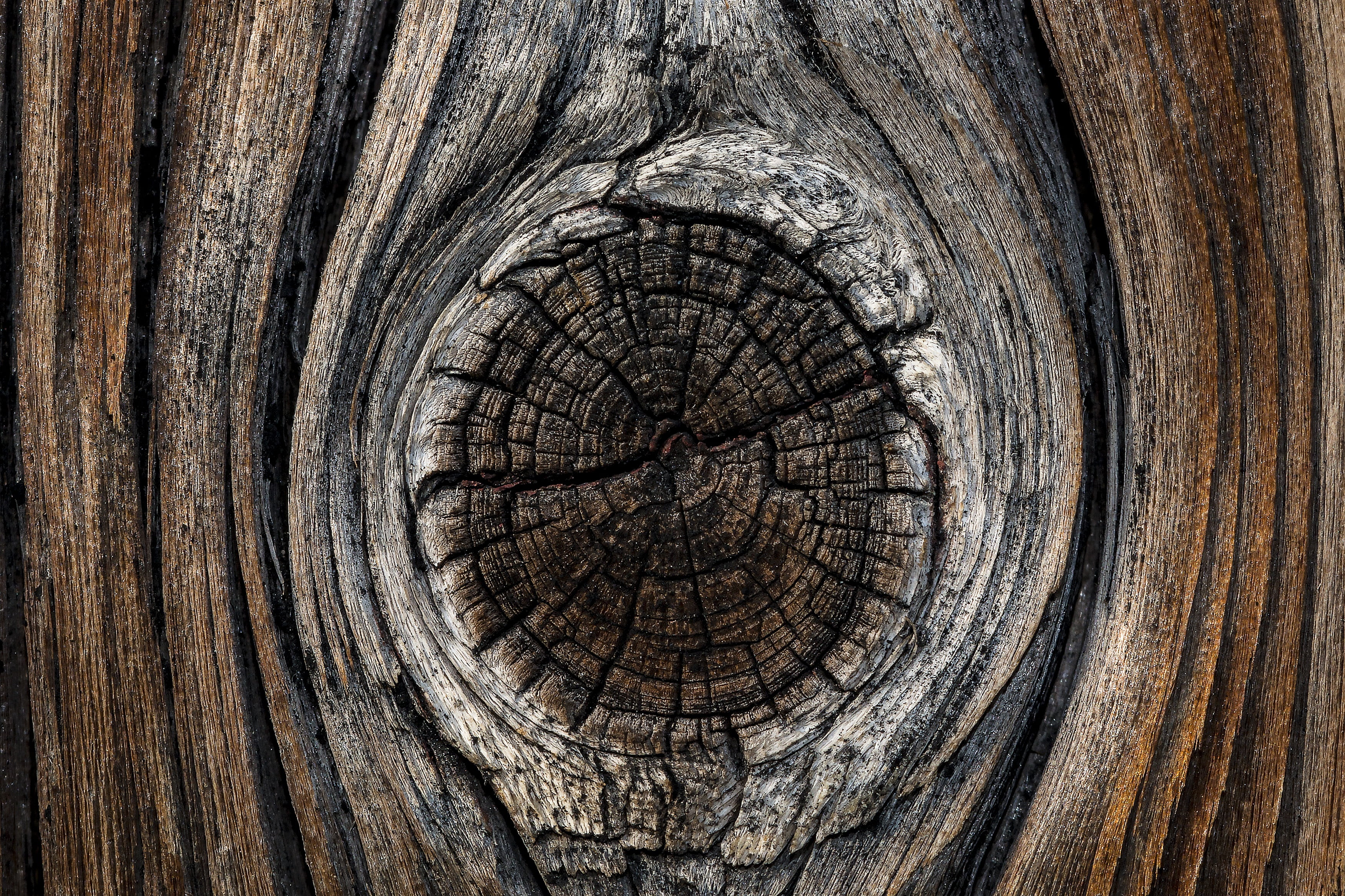 boards, log, branch, rough, full frame, plank, backgrounds, wood, textured, outdoors, plant, old, 2K, circle, material, beige, boards bridle, weathered, HD Wallpaper