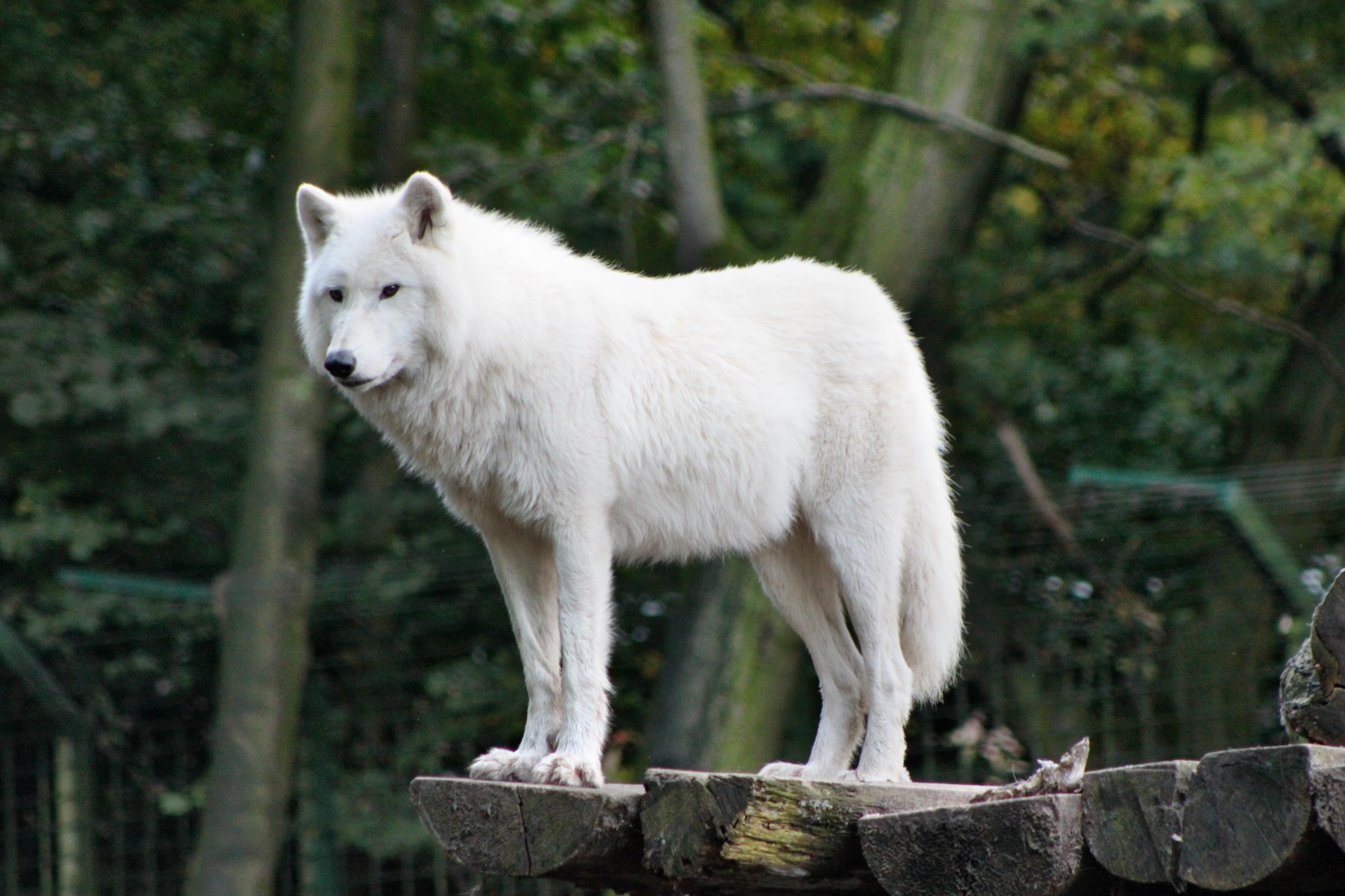 white, tree, photo, standing, outdoors, nature, pets, animals in the wild, no people, wooden, animal wildlife, one animal, daytime, forest, white Wolf, HD Wallpaper