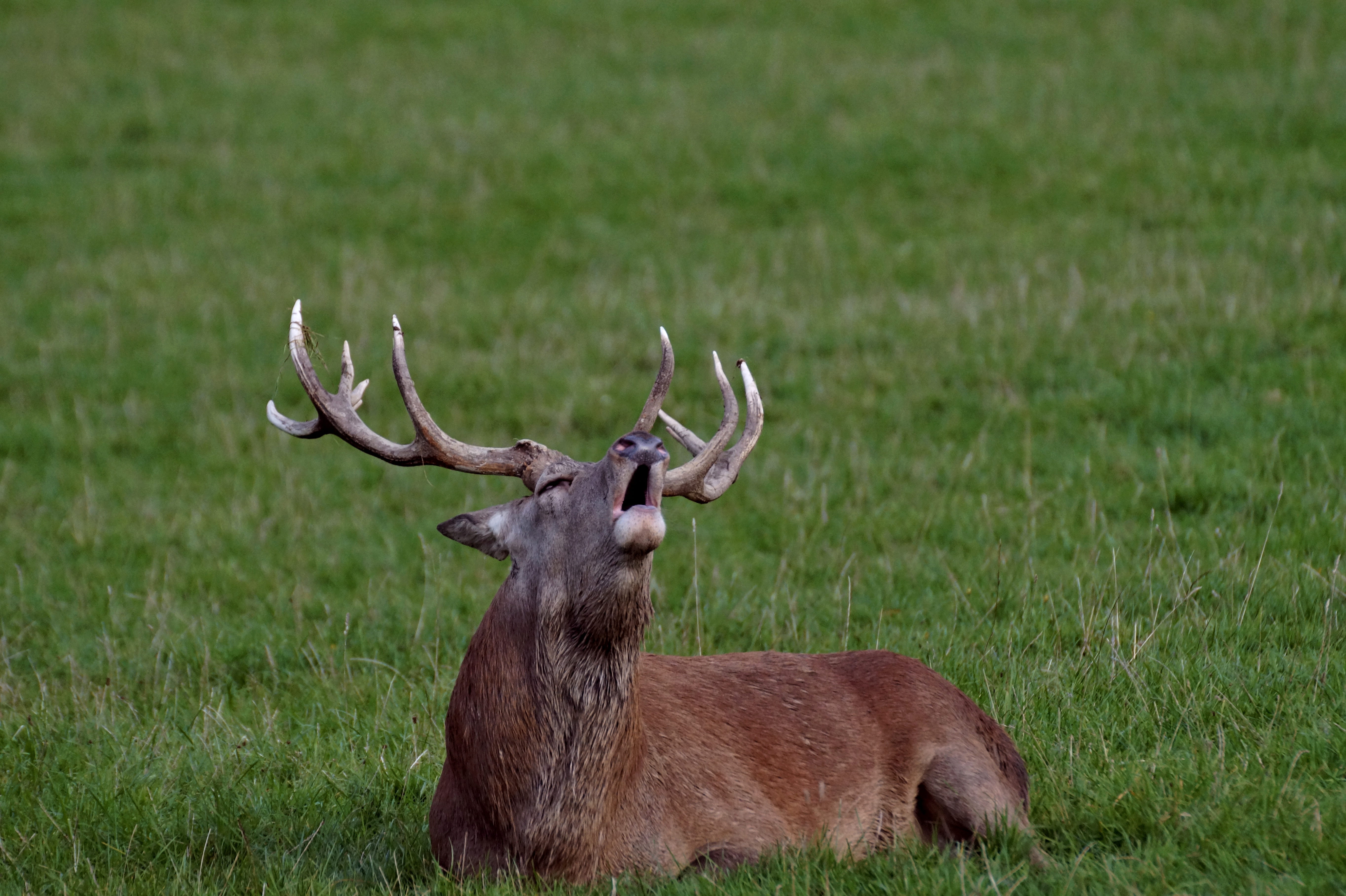 brown, animal, outdoors, one animal, 5K, grass, land, slab, no people, animal themes, nature, animal wildlife, herbivorous, plant, field, vertebrate, animals in the wild, HD Wallpaper