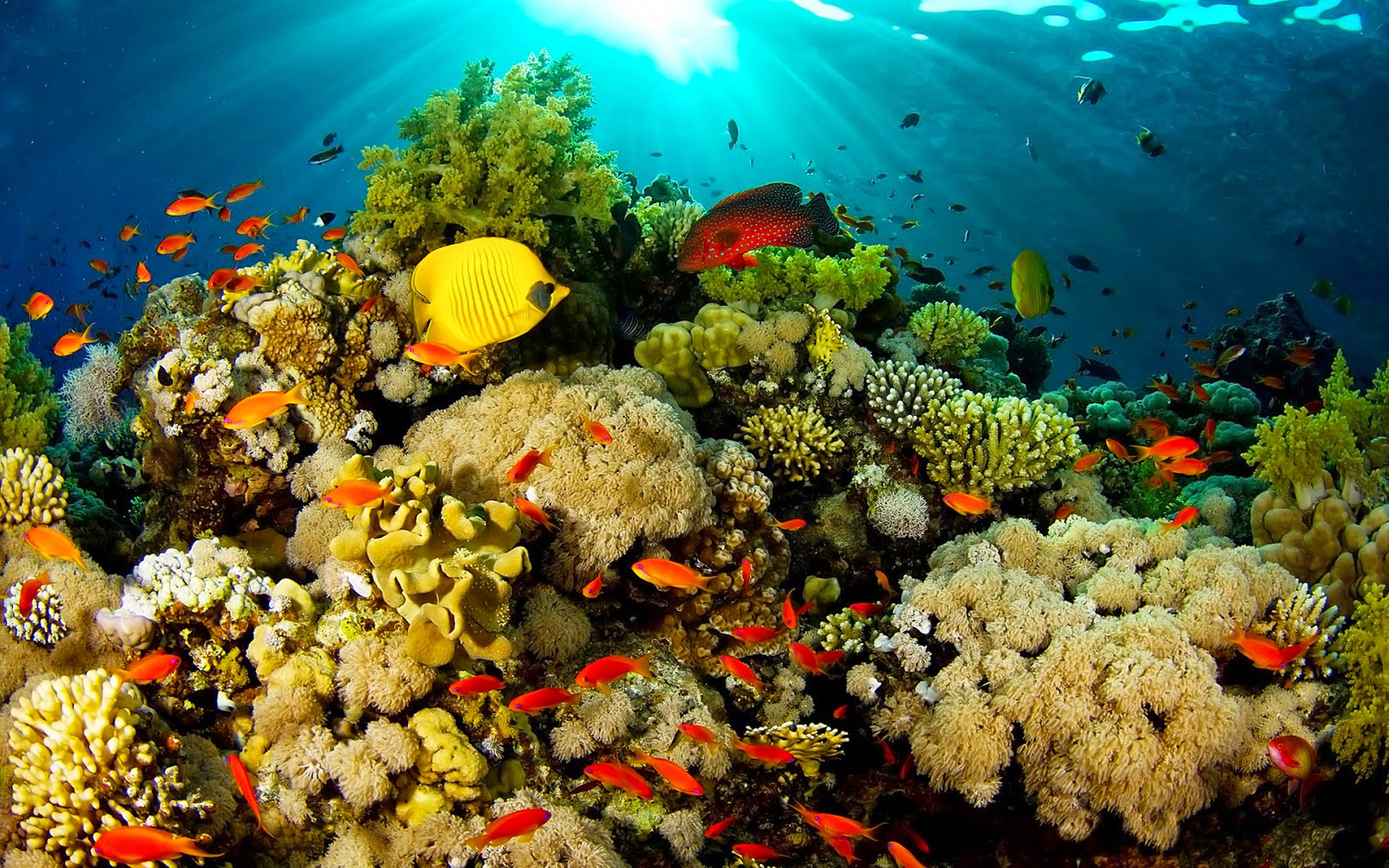 reef, water, ecosystem, multi colored, tropical, reefs, hd, different, animal themes, widescreen, animal, fauna, school of fish, colors, animal wildlife, HD Wallpaper