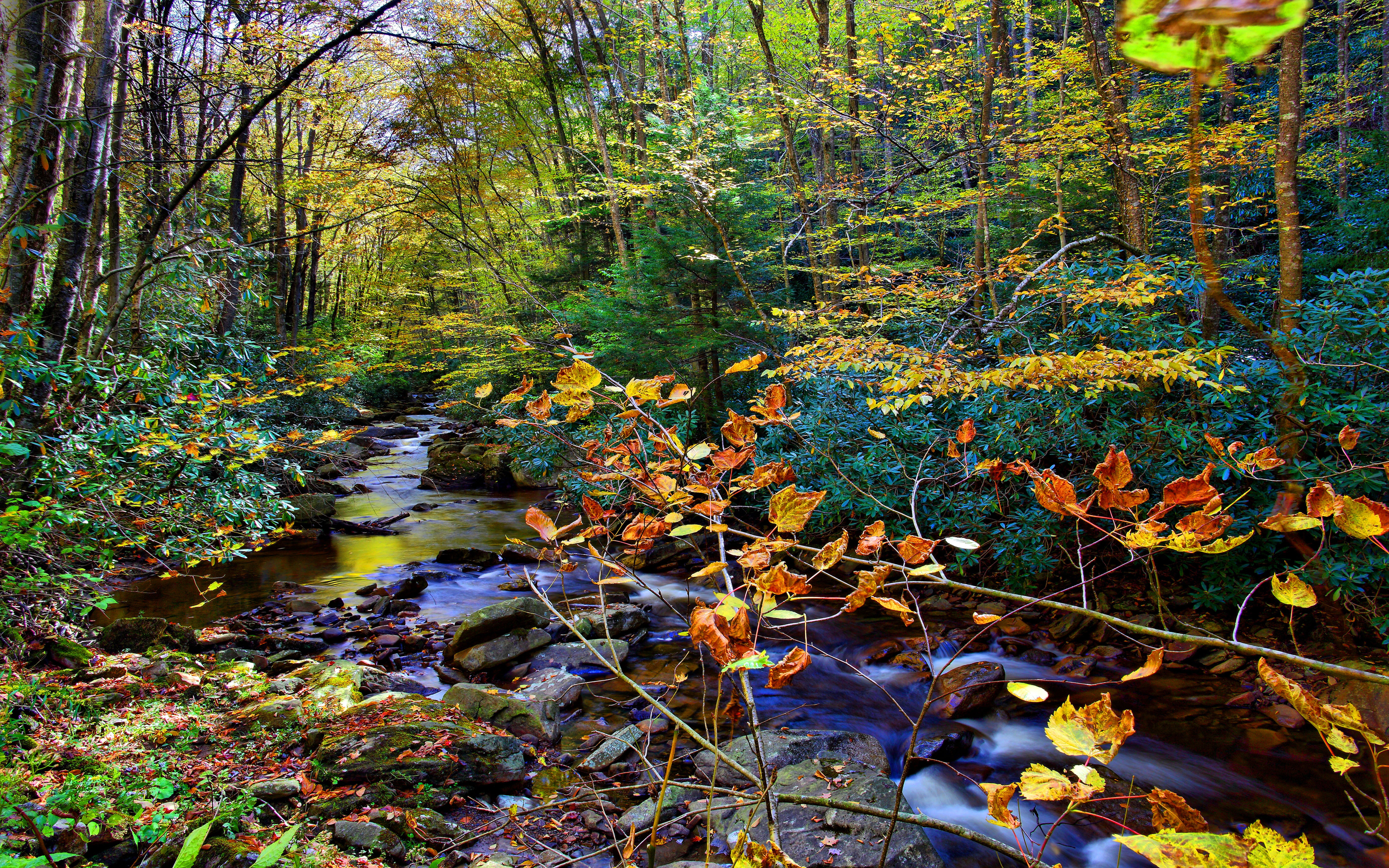 tranquility, no people, creek, hd, forest, flowing, scenics - nature, trees, color, nature, 5K, beauty in nature, plant, flowing water, woodland, HD Wallpaper