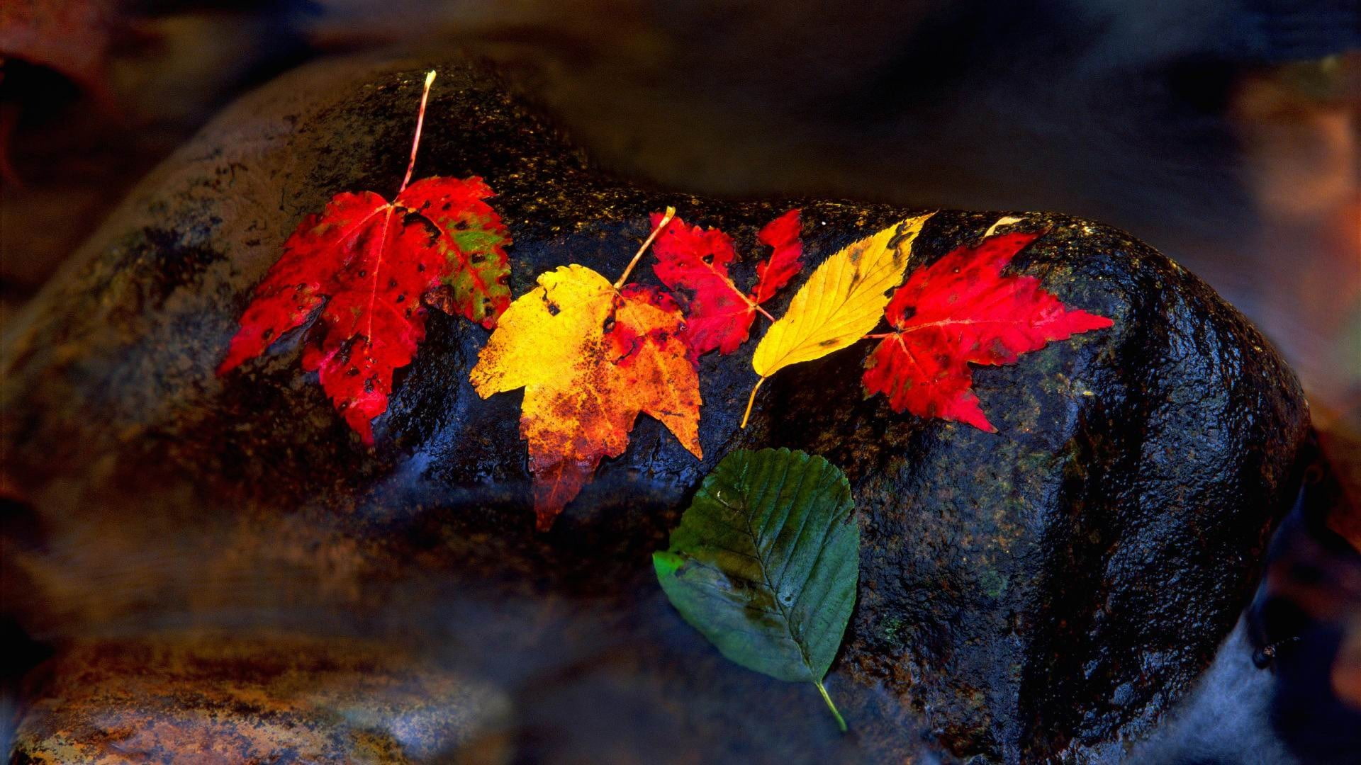 stone, scenery, autumn, no people, three, assorted, 1080P, directly above, solid, rock - object, plant part, nature, dry, close-up, hd, water, rock, HD Wallpaper