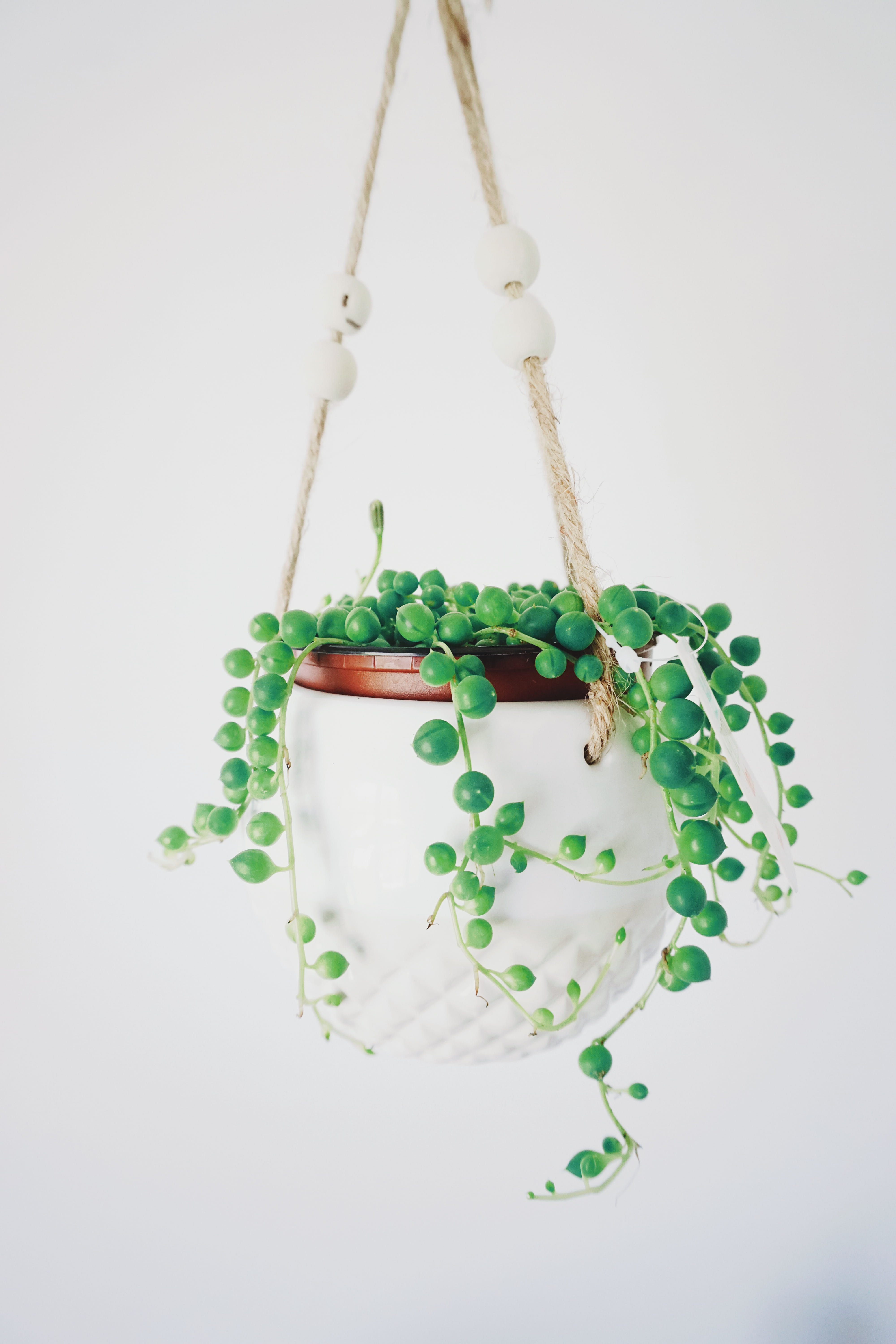 personal accessory, white background, no people, vegetable, wall, plant, hanging, accessories, leafed, freshness, ornament, jewelry, floral design, art and craft, Phone HD Wallpaper